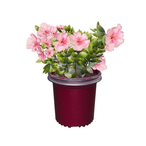 Three-dimensional representation of the product