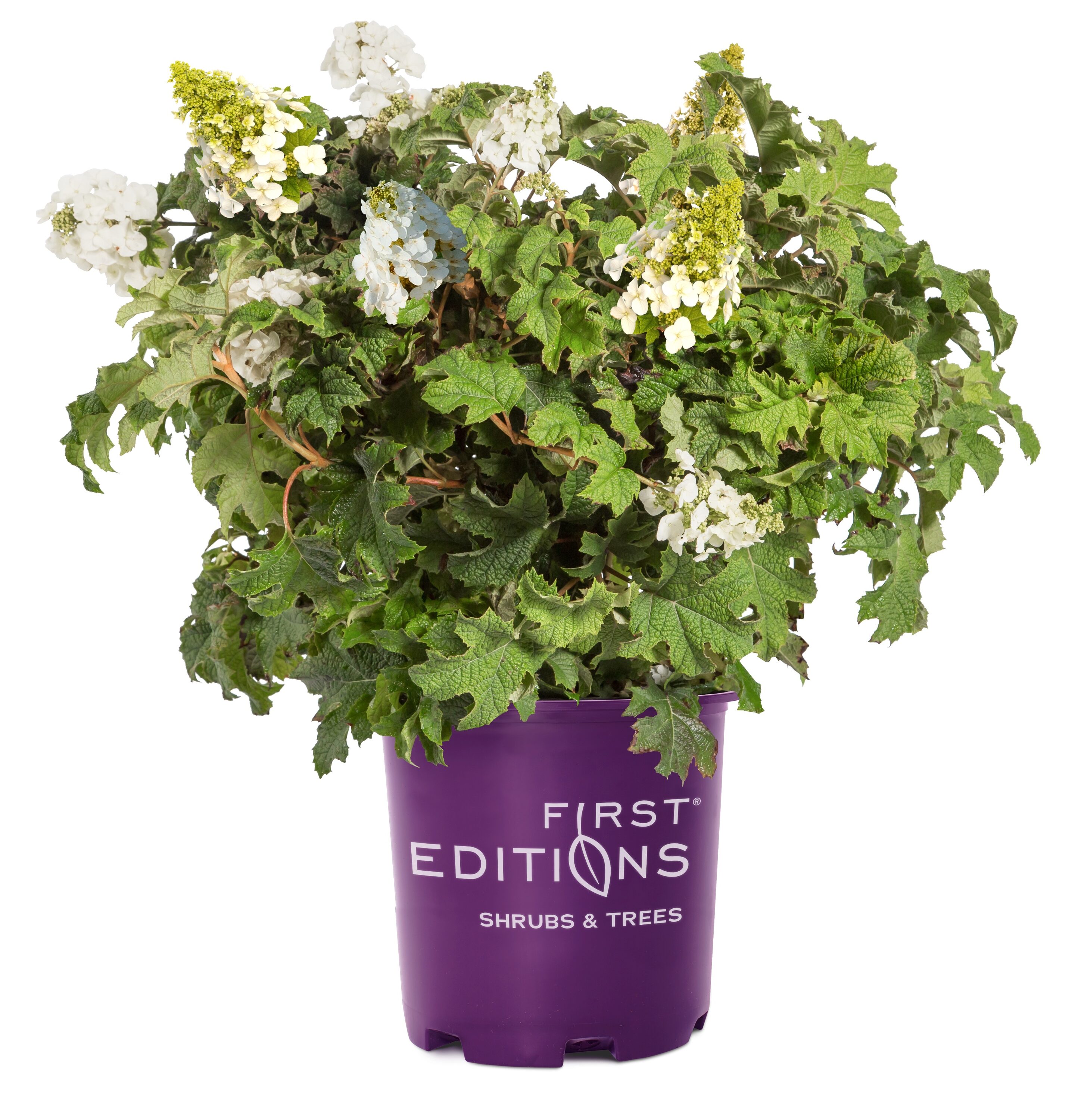 First Editions O46202F White Oak Leaf Hydrangea Flowering Shrub in 2-Gallon Pot