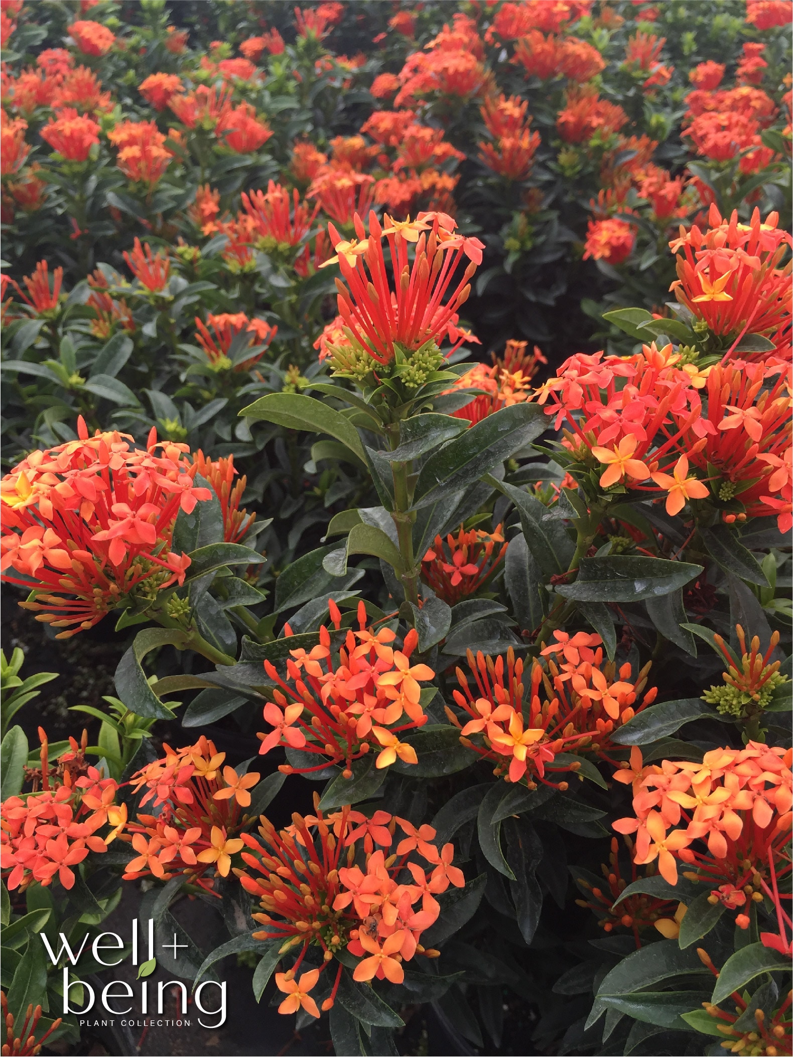  1998 perennials - View #3