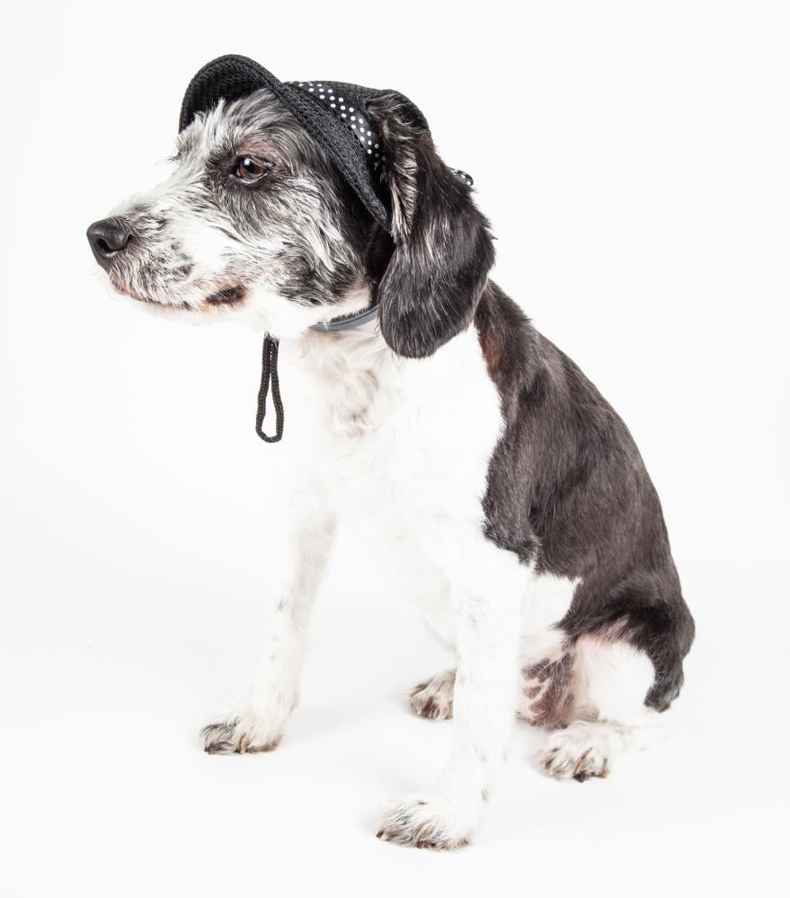 Pet Life HT10BKLG Dog-Clothing-Acc - View #3