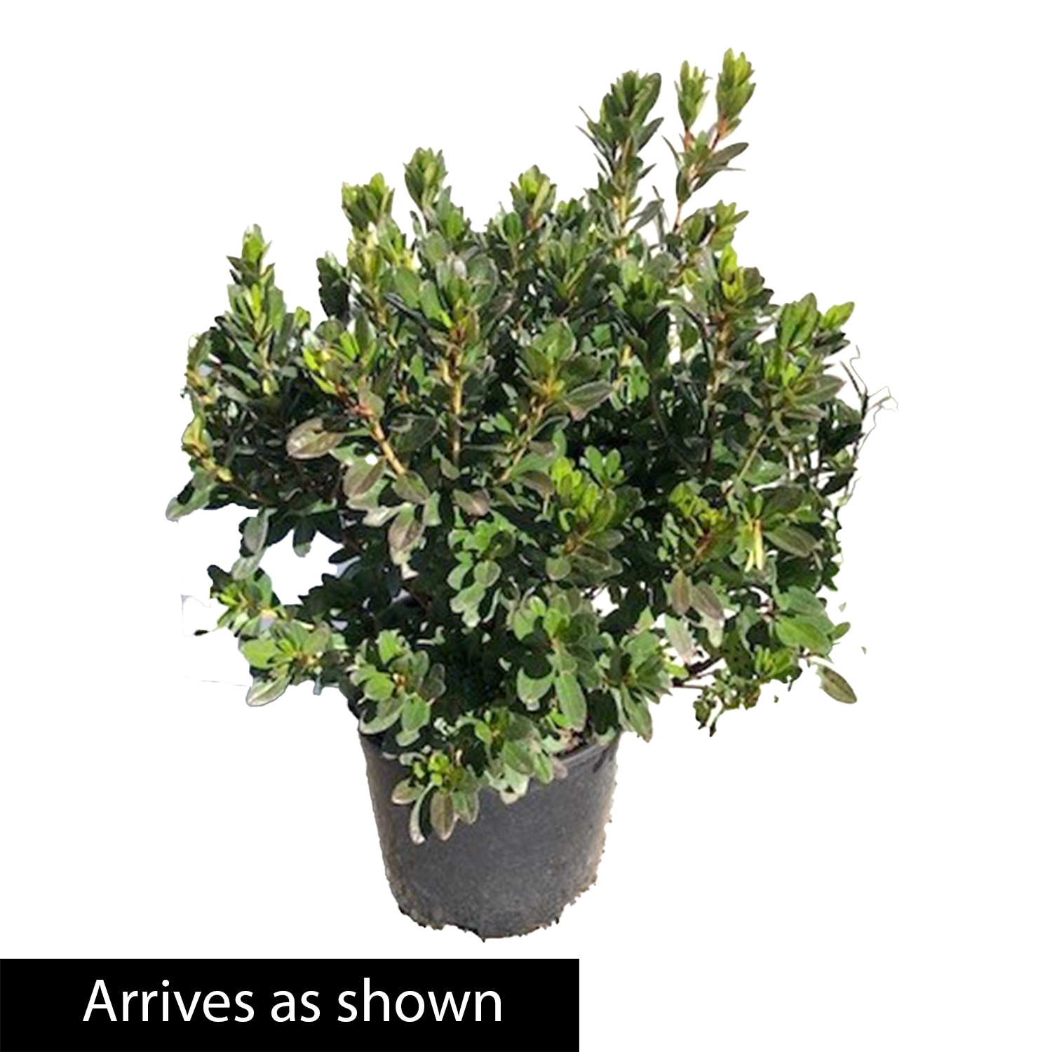 Spring Hill Nurseries 90090 shrubs - View #3