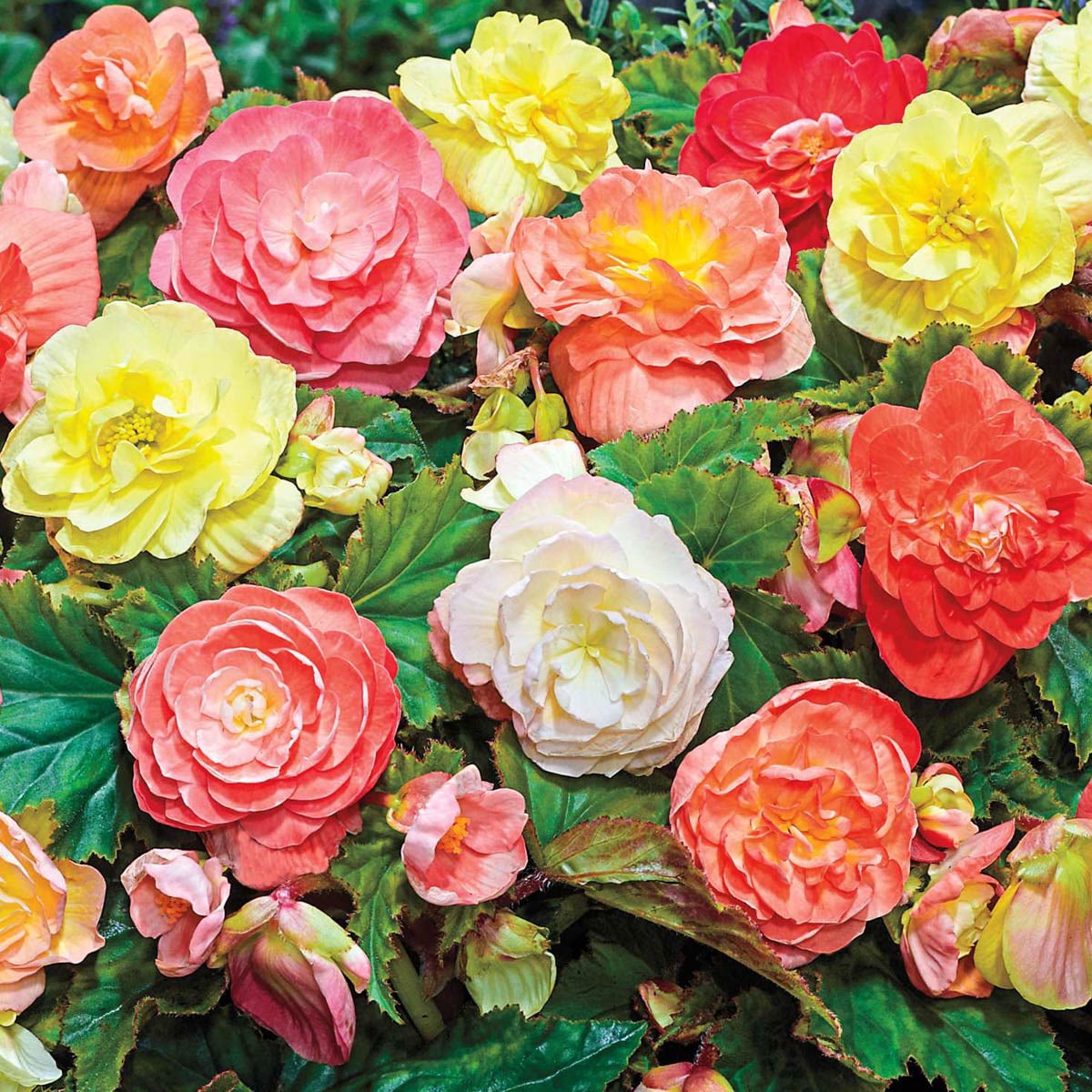 Direct Gardening 96036 Plant-Bulbs - View #3