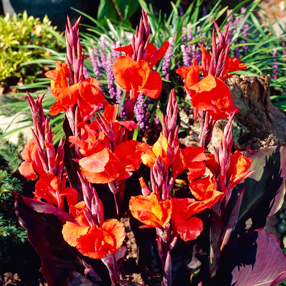 Van Zyverden Red Cannas Red King Humbert Bulbs 5-Count in the Plant ...