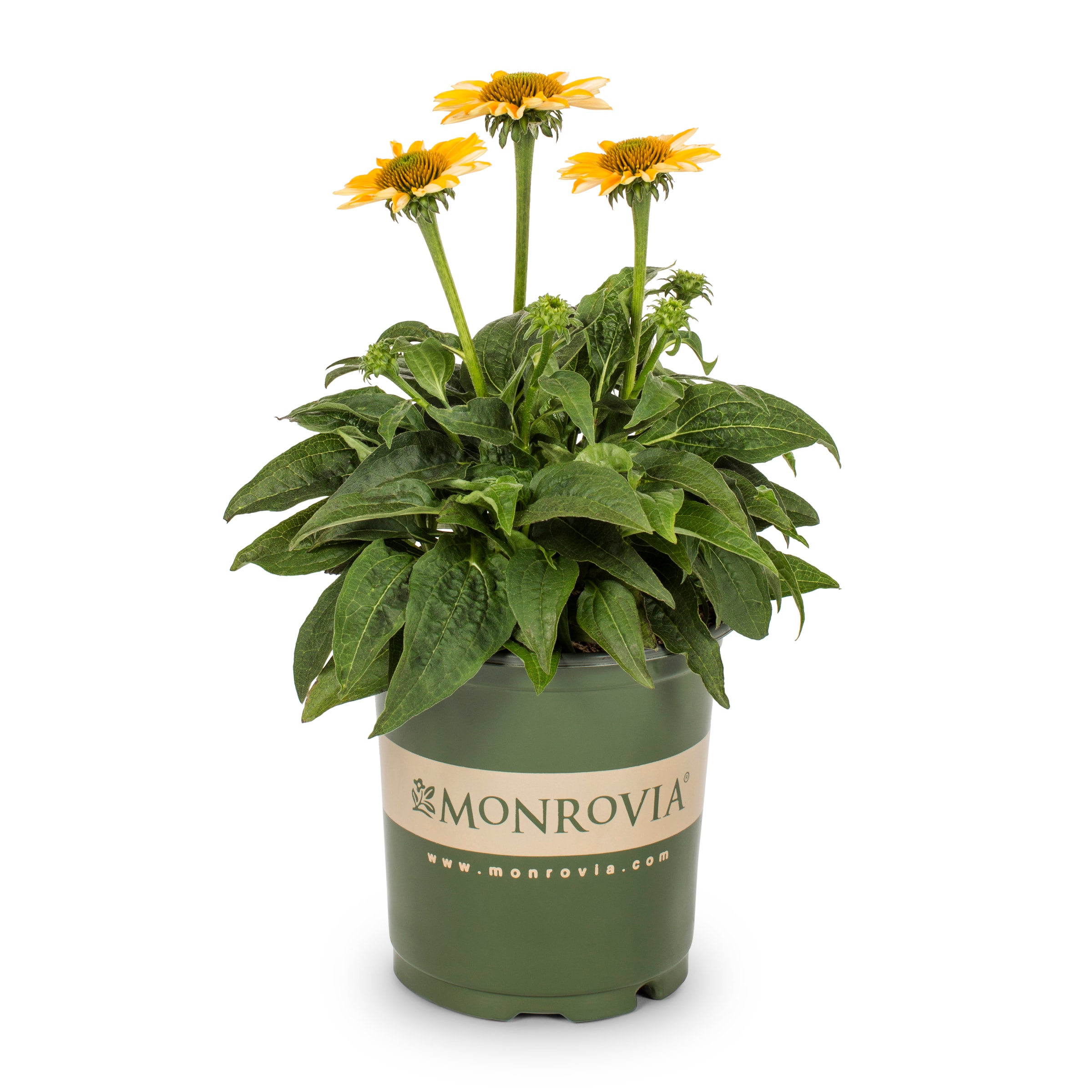 Lowe's NURSERY Multicolor Summer Solstice Coneflower Plant in 2.5 -Quart Pot 1 -Pack
