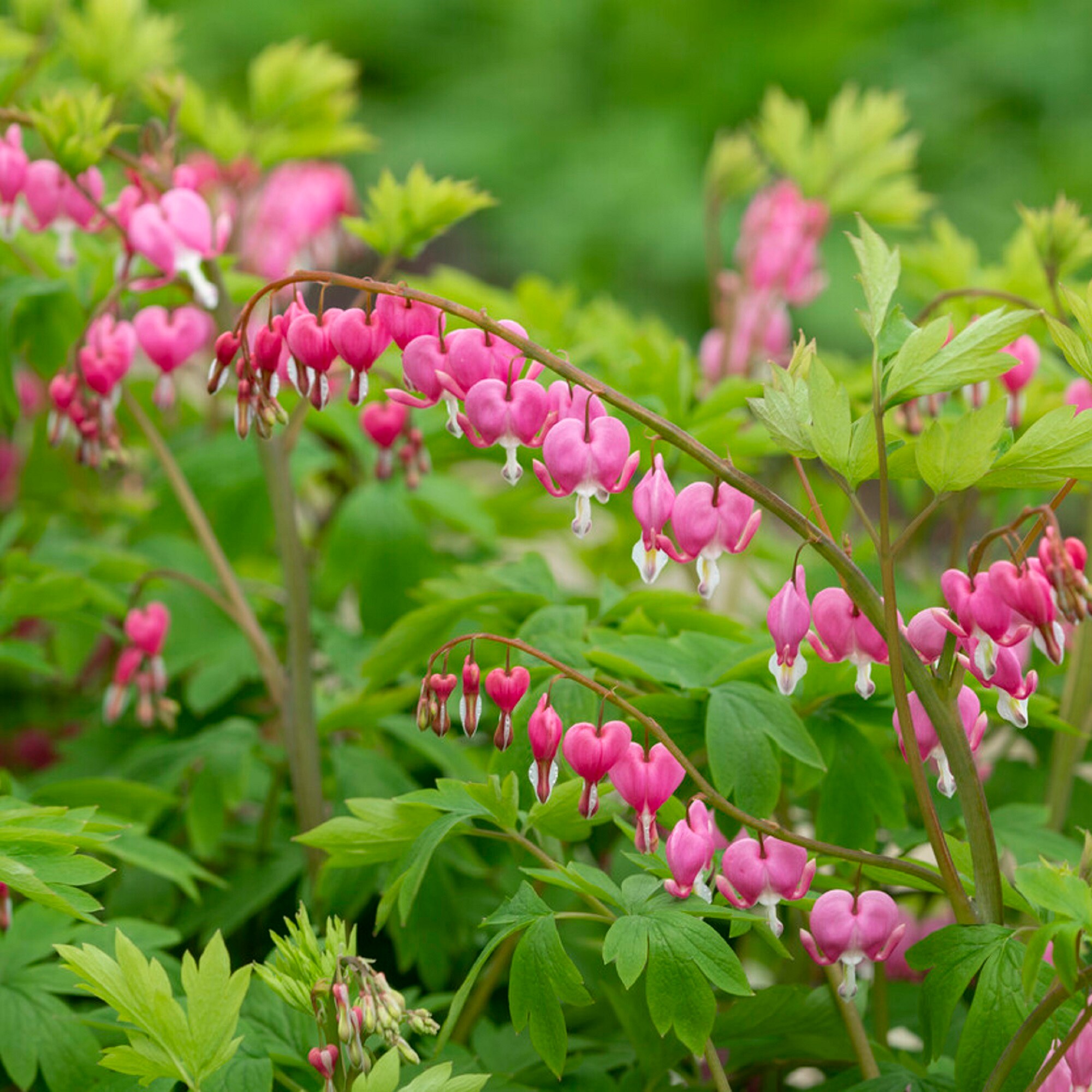 Garden State Bulb Pink Bleeding Heart Dicentra Spectabilis Bulbs 6 ...