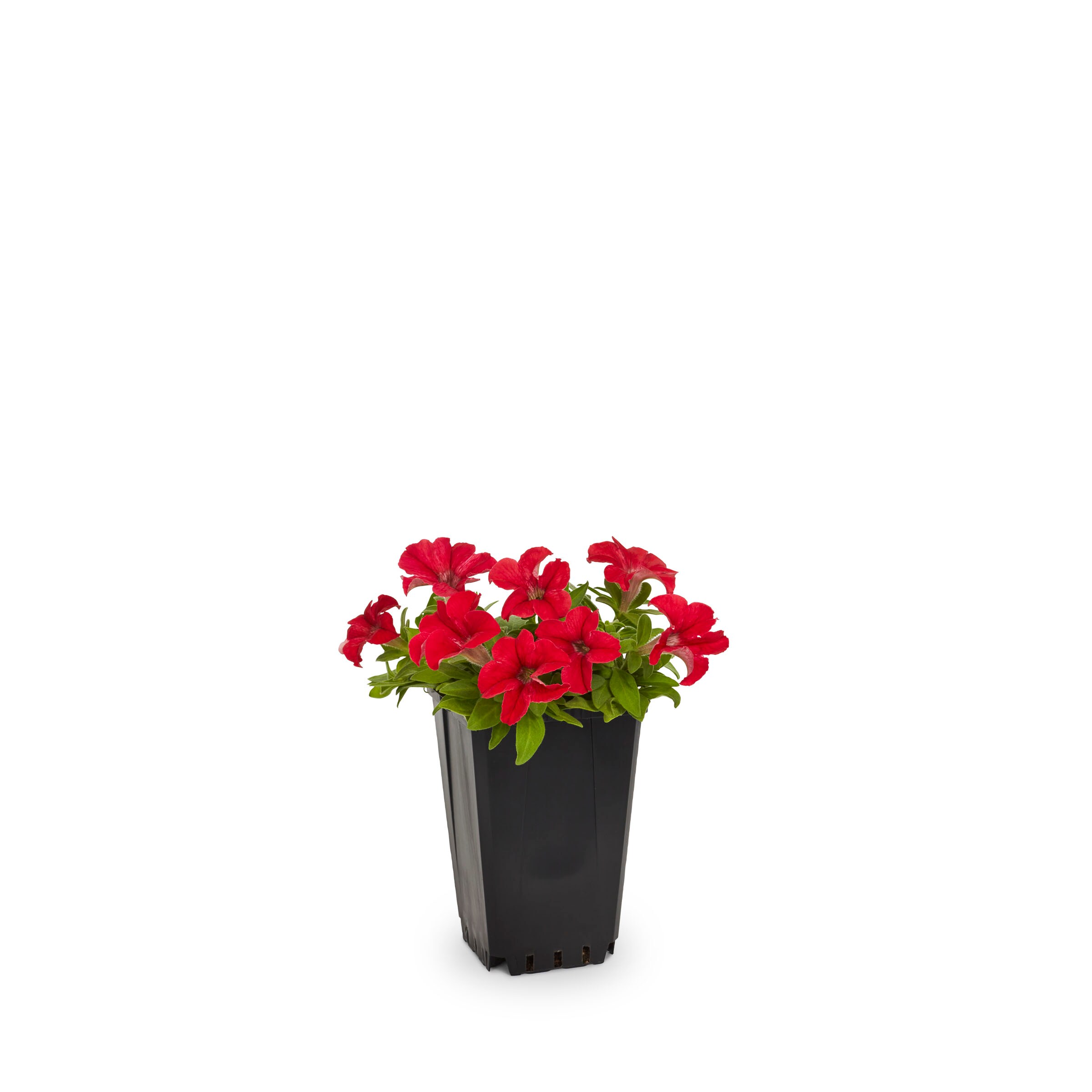 Lowe's NURSERY annuals - View #7