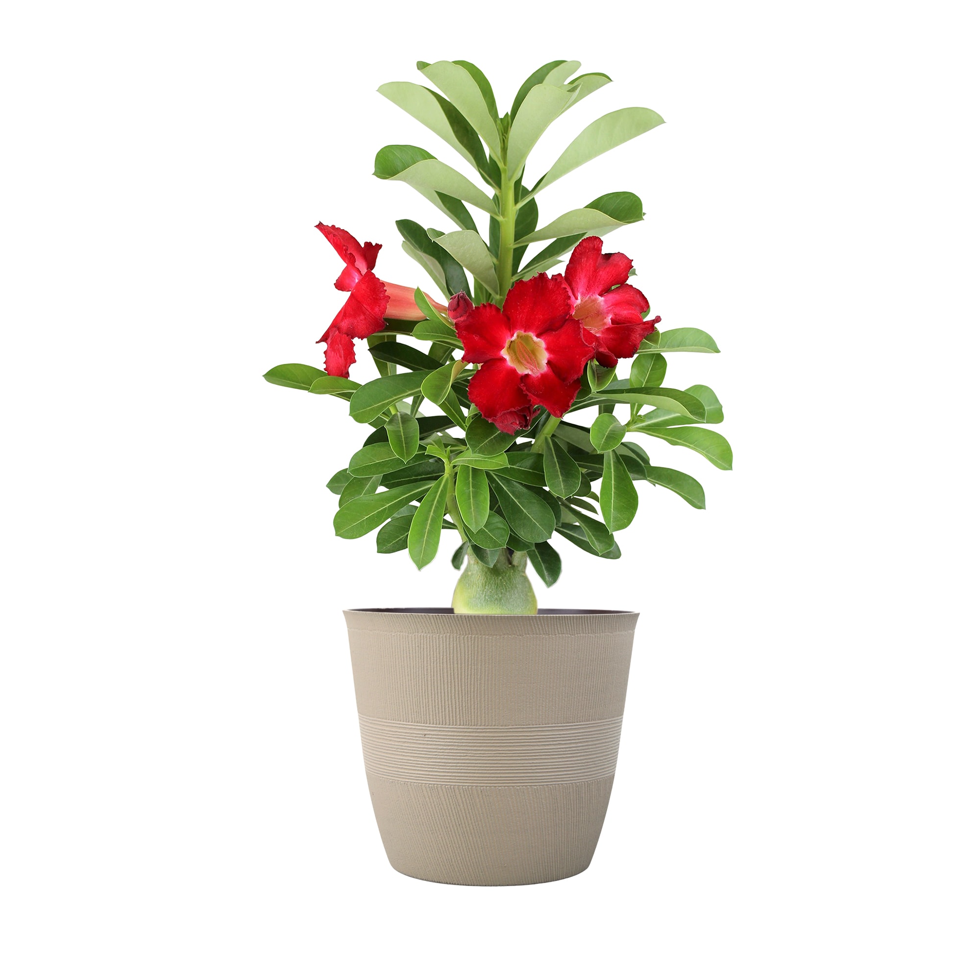 Lowe's Multicolor Desert Rose House Plant in 1.4-Quart Planter 1296250 ...