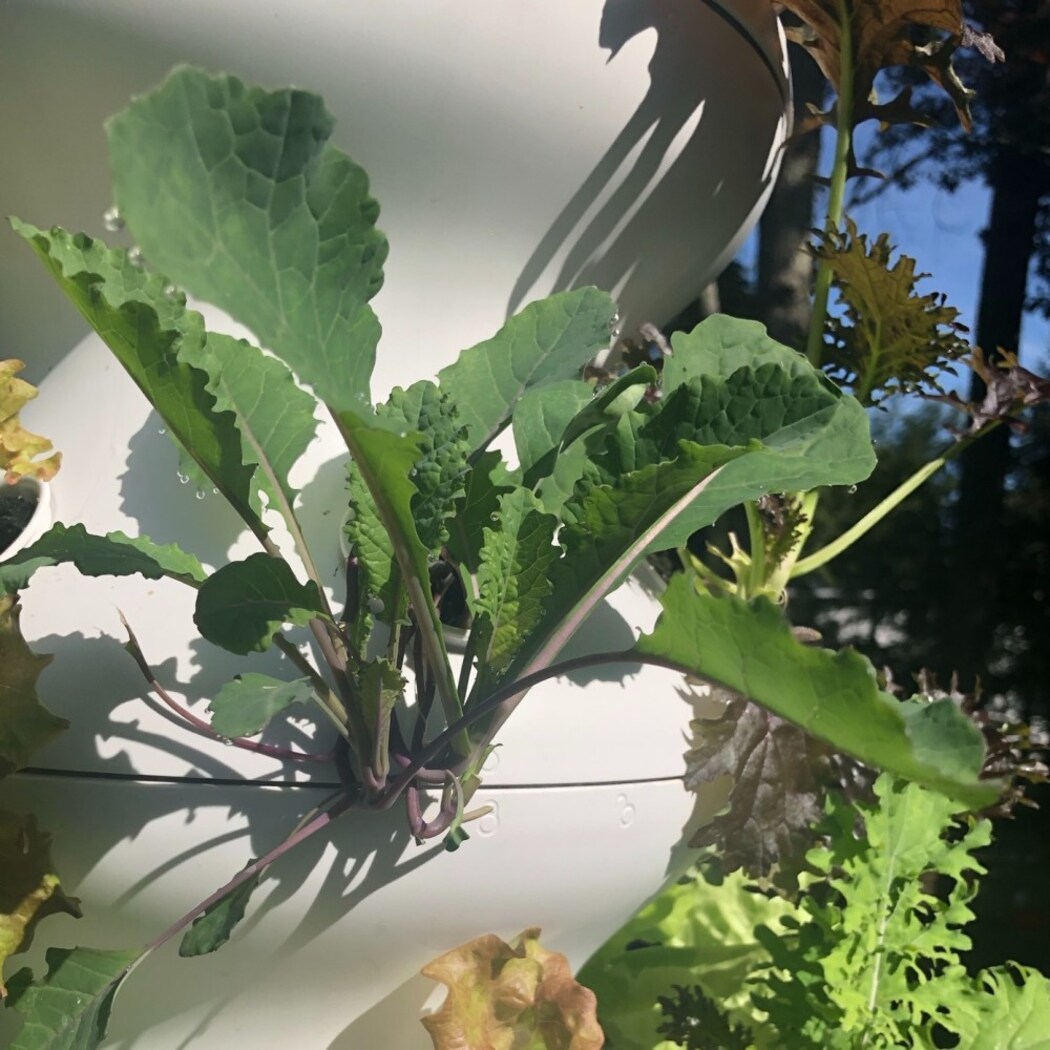 Lettuce Grow SO-SV-6-37084853 Vegetable-Plants - View #11
