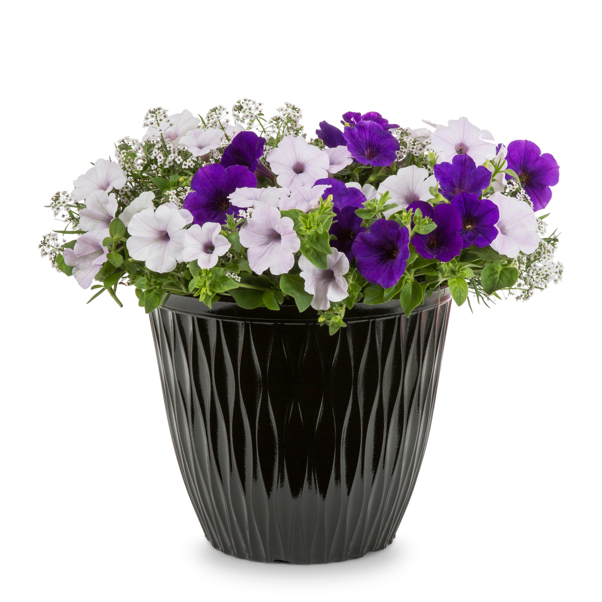 Lowe's NURSERY annuals - View #2