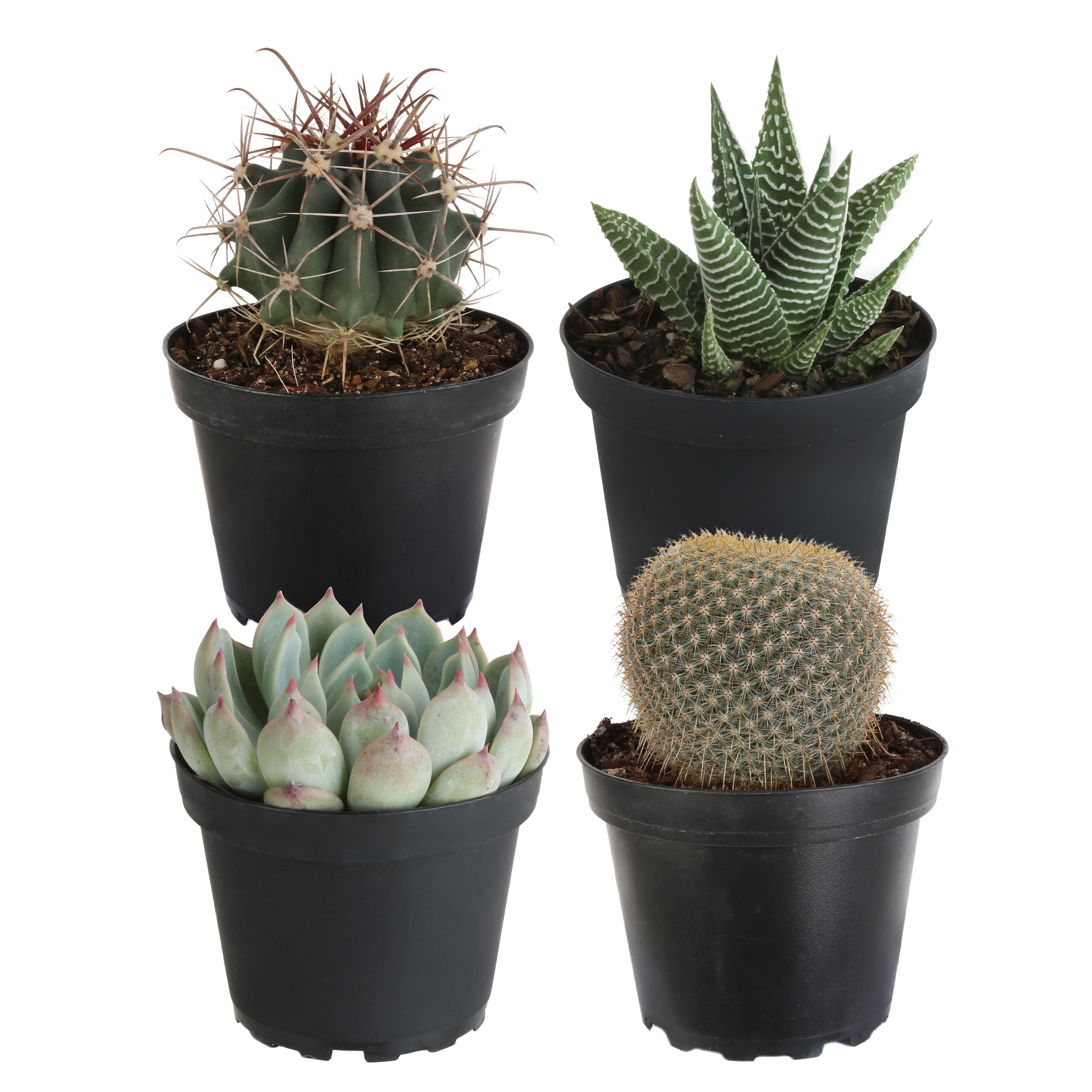 Cactus Succulent Seed Starter Kit - Indoor Garden Grow Kits, Seeds for  Planting Mini Cactus Succulent Plants, Plant Markers, Soil, Pots, Wood Box  