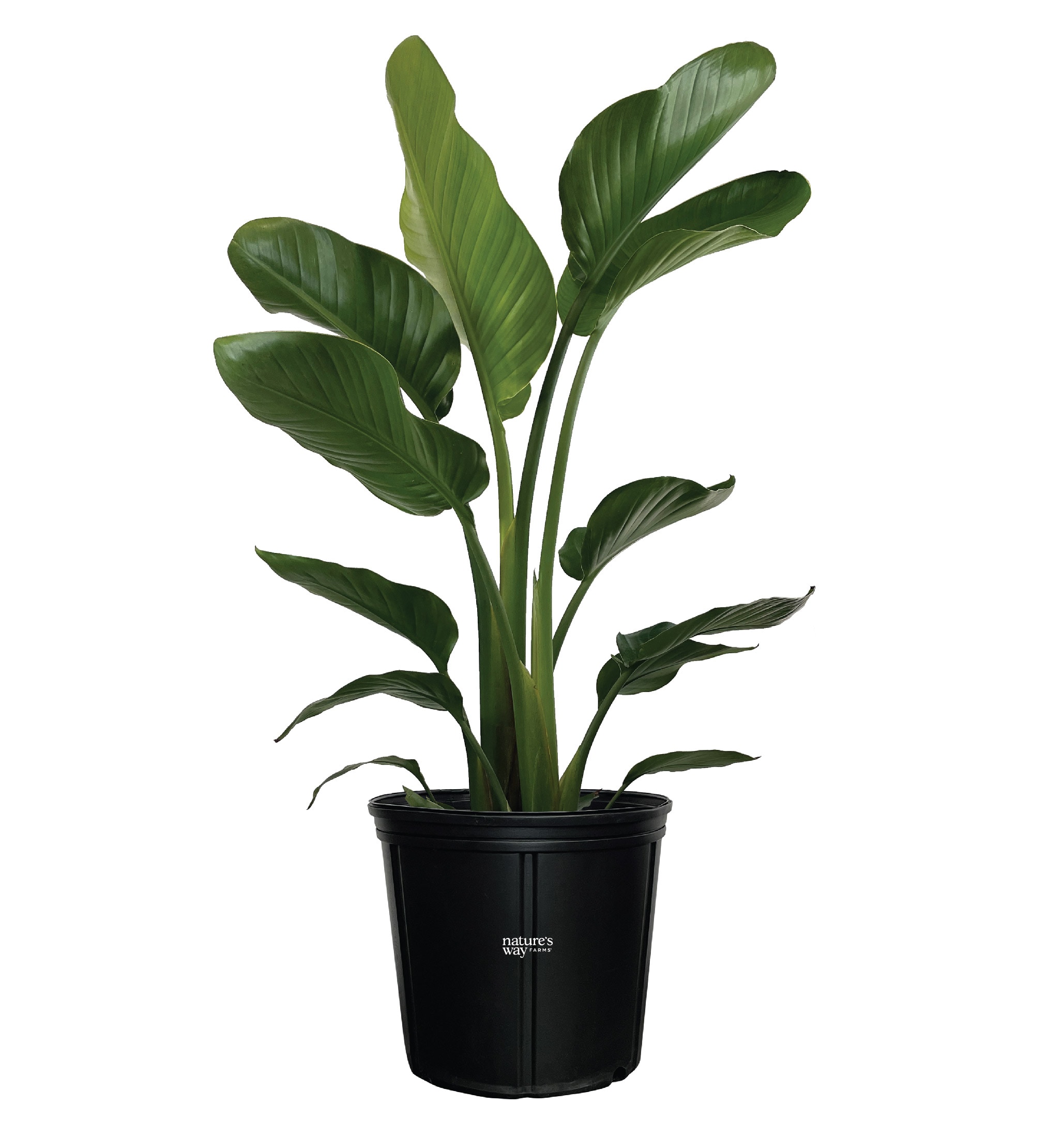  3275 White Bird of Paradise Plant in 10 -in Pot 1 -Pack