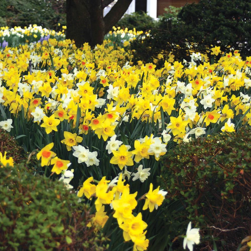 Breck's Yellow King Alfred Daffodil Bulbs Bagged 100-Pack in the Plant  Bulbs department at