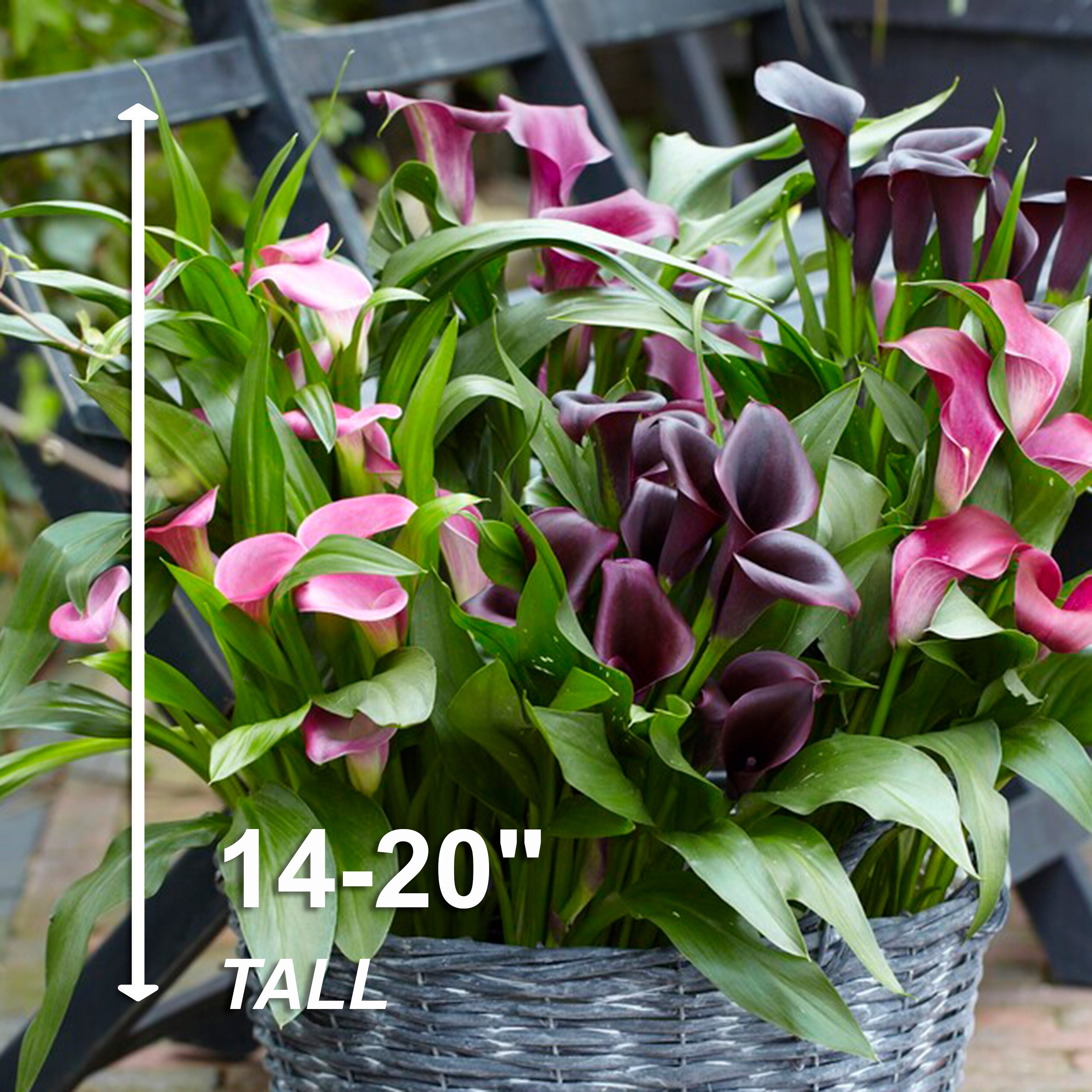 Garden State Bulb ECS-58-05-01 Plant-Bulbs - View #8
