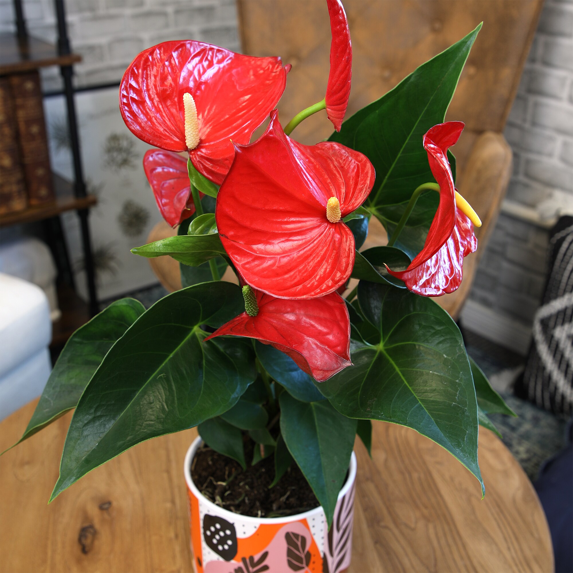 Altman Plants 0873014 hseplants - View #4