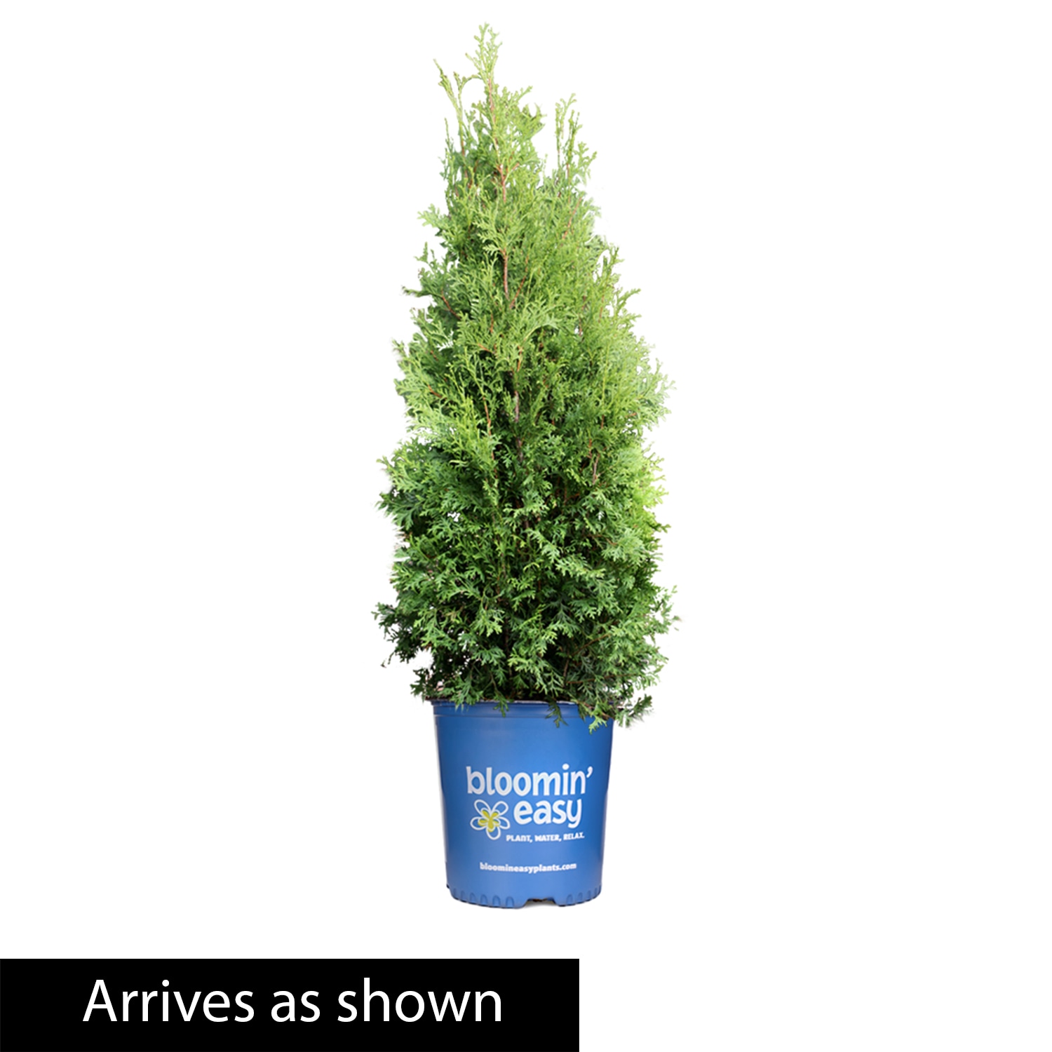 Direct Gardening - 2 -Gallon Private Jet Upright Arborvitae Evergreen Screening Shrub 1 -Pack
