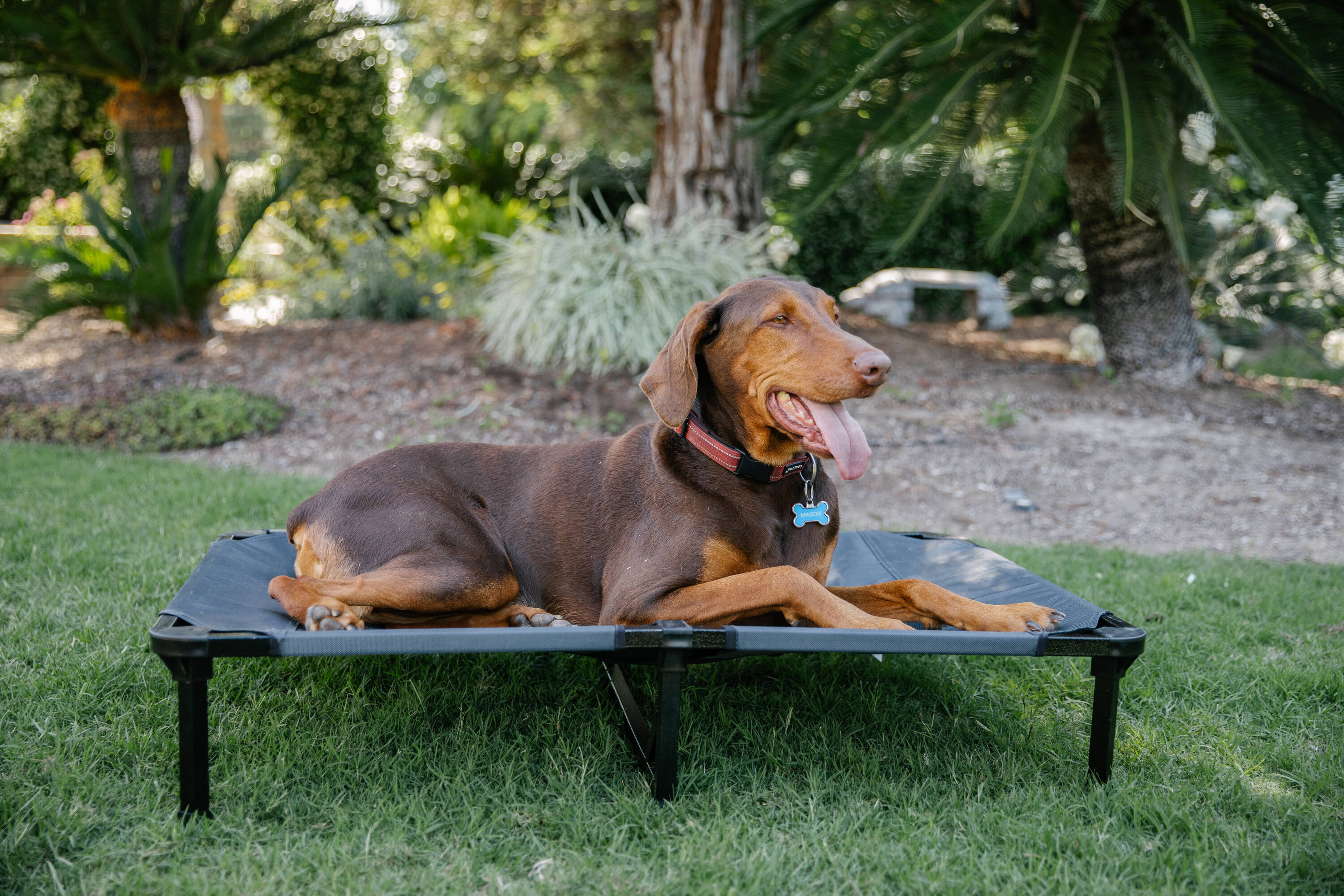 Lucky Dog Rectangular Gray Polyester Orthopedic Dog Bed (Large) at