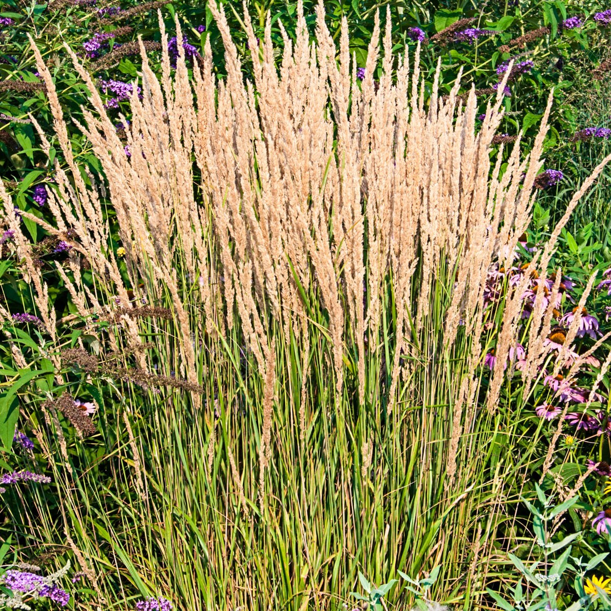 Breck's 64866 Ornamental-Grasses - View #2