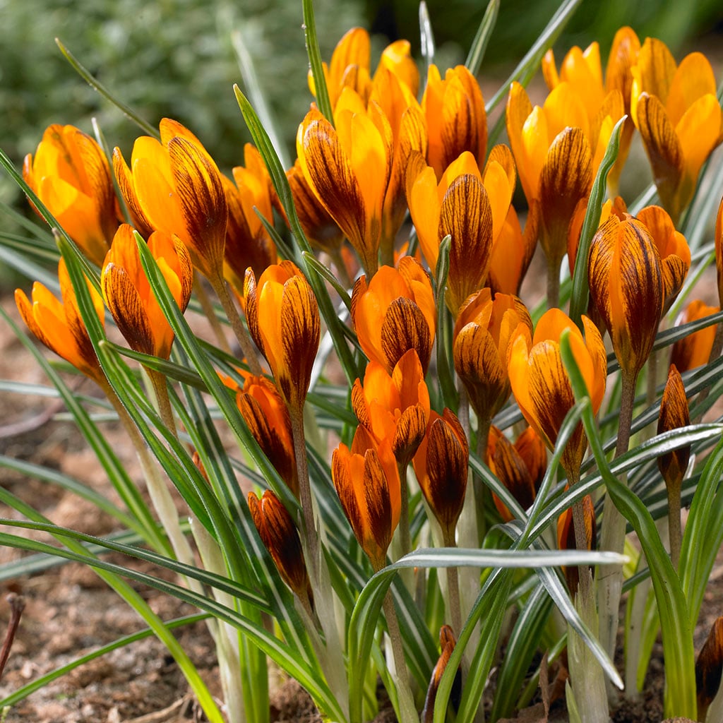 Van Zyverden 21432 Multicolor Crocus Orange Monarch Bulbs 25.0 Count
