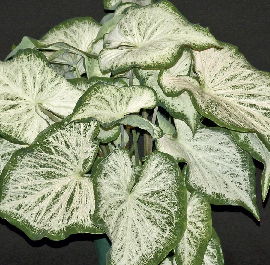 Lowe's NURSERY Insignificant White Diamond Caladium in 2.5-Quart Pot