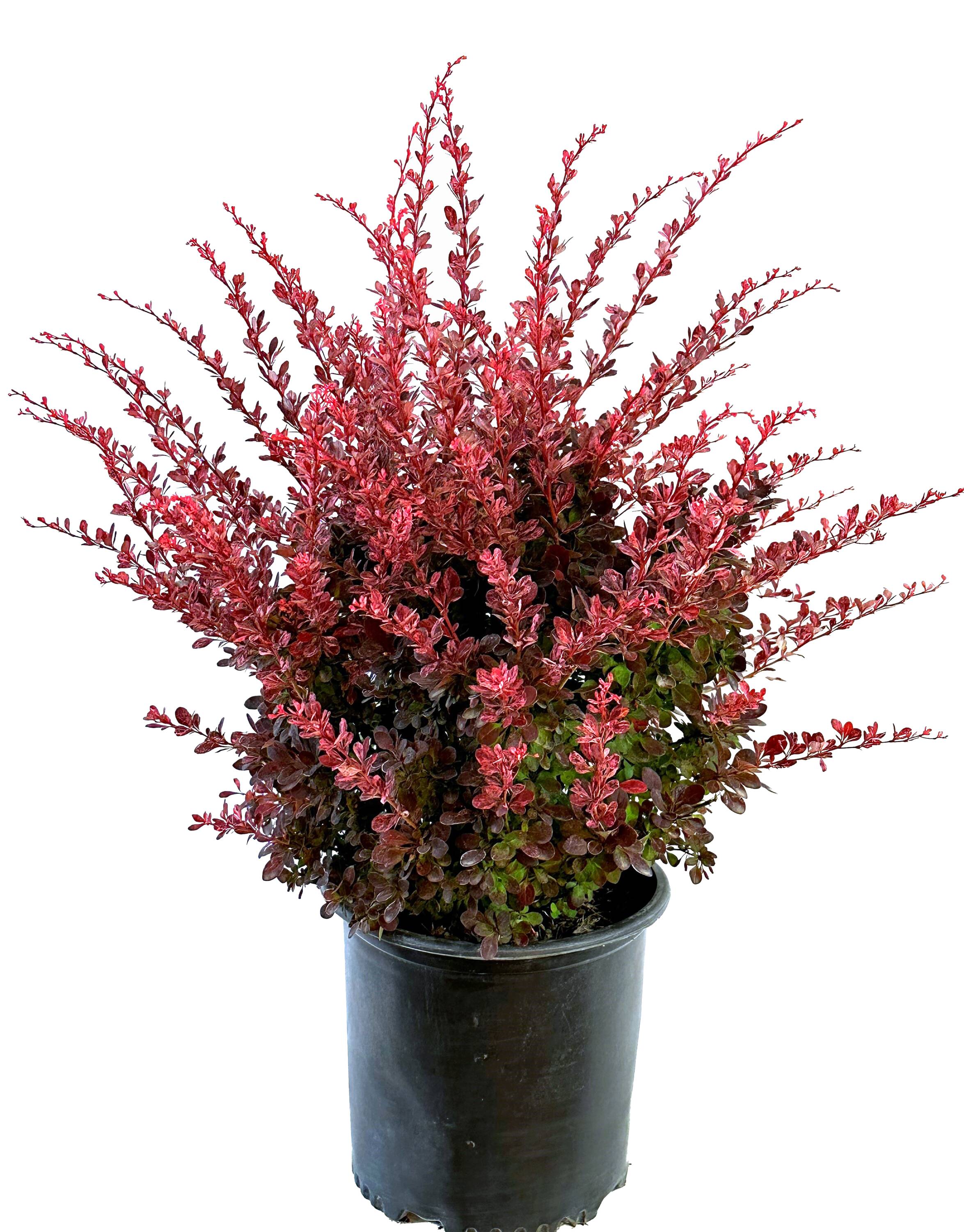 White Rose Glow Barberry Shrubs at Lowes.com