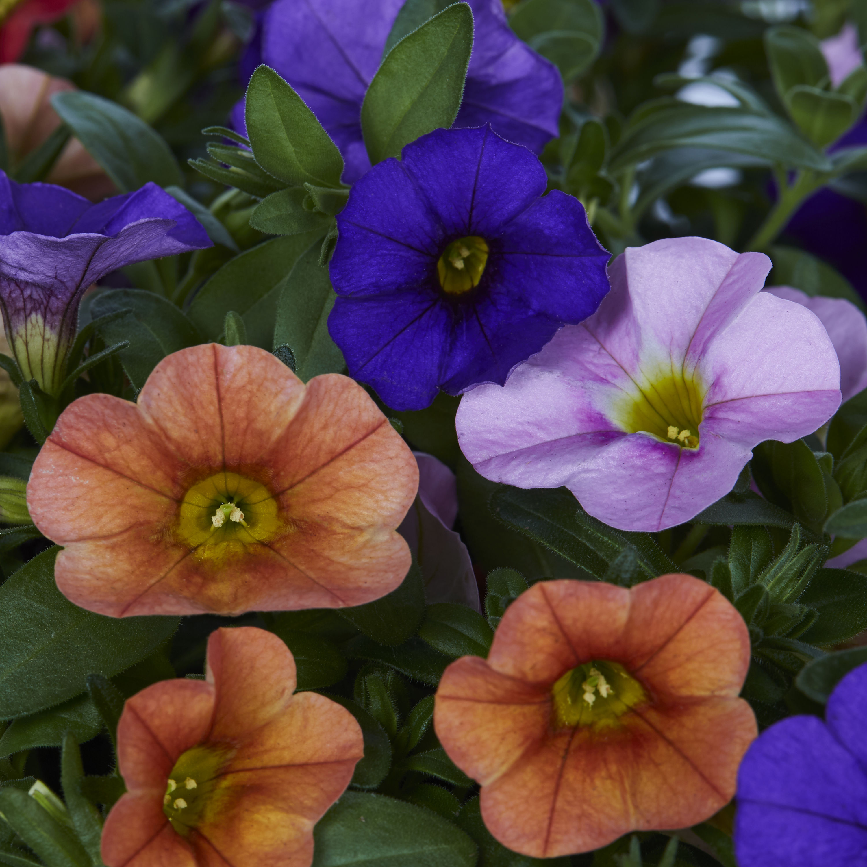 Lowe's 1527924 annuals - View #2
