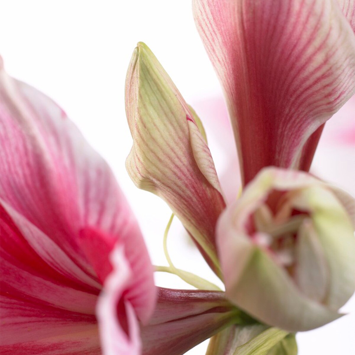 Van Zyverden 88401 Plant-Bulbs - View #4