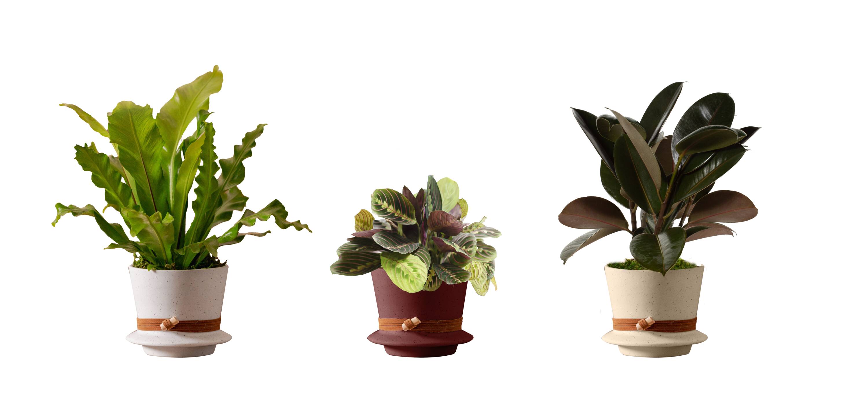 LiveTrends ASB07008 Willow House plant in 12 Ounce(s) Pot 1 -Pack