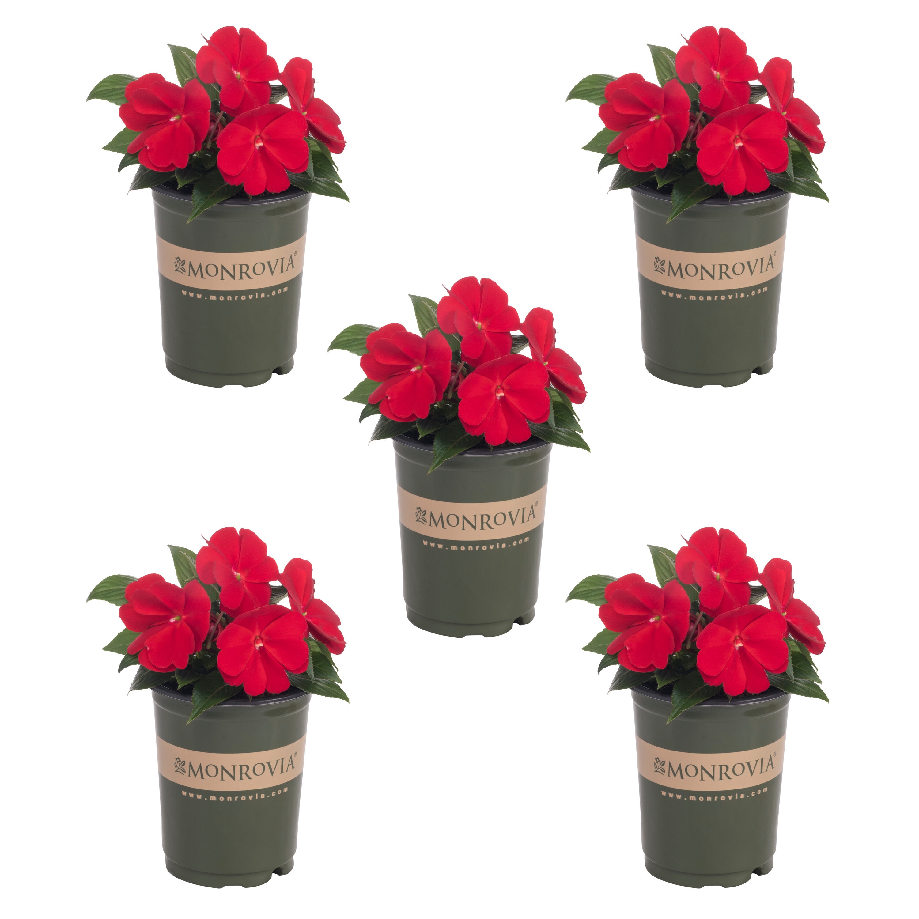 Monrovia 4827 Red New Guinea Impatiens in 1.5 Pint Pot 5 -Pack