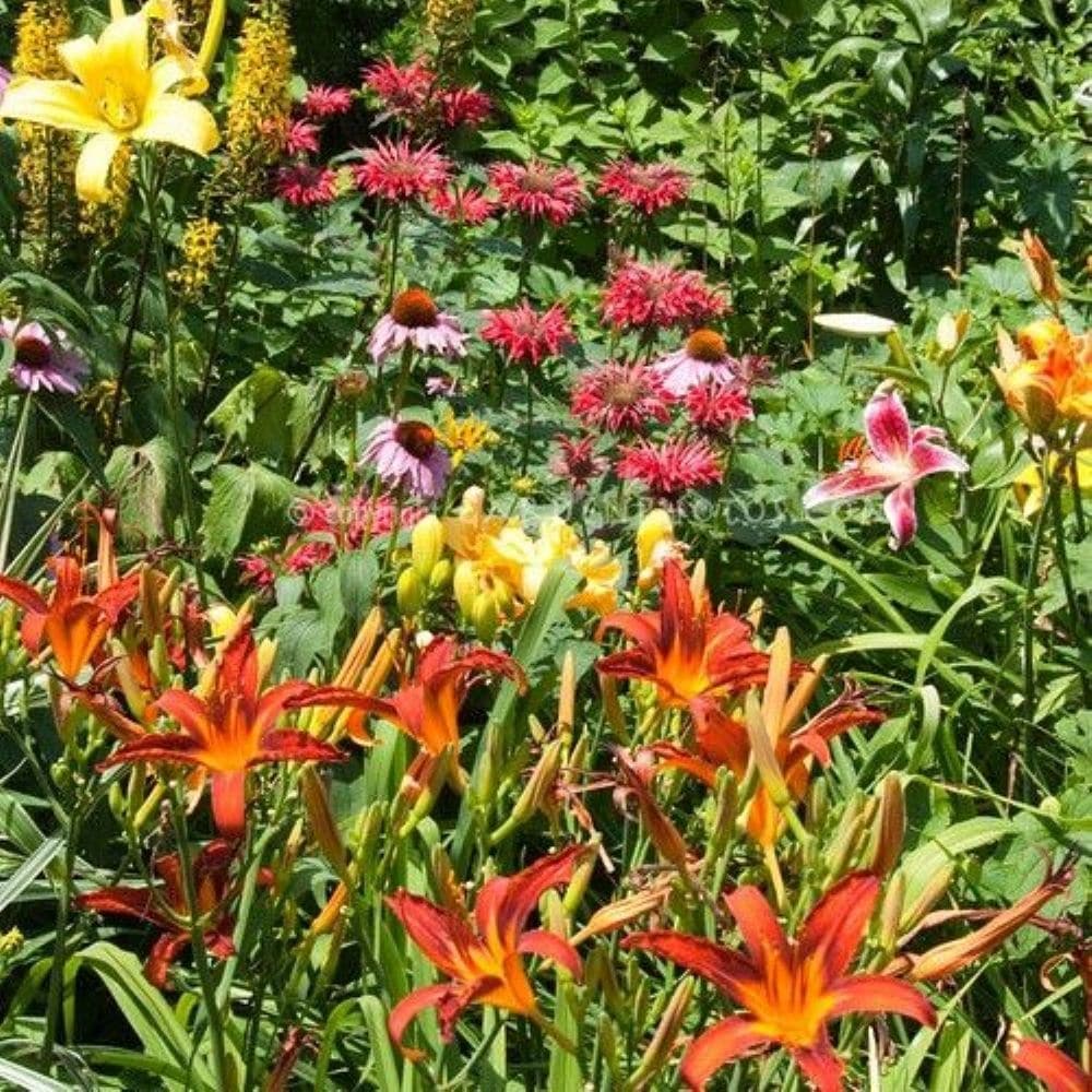 Altman Plants 0881242 perennials - View #6