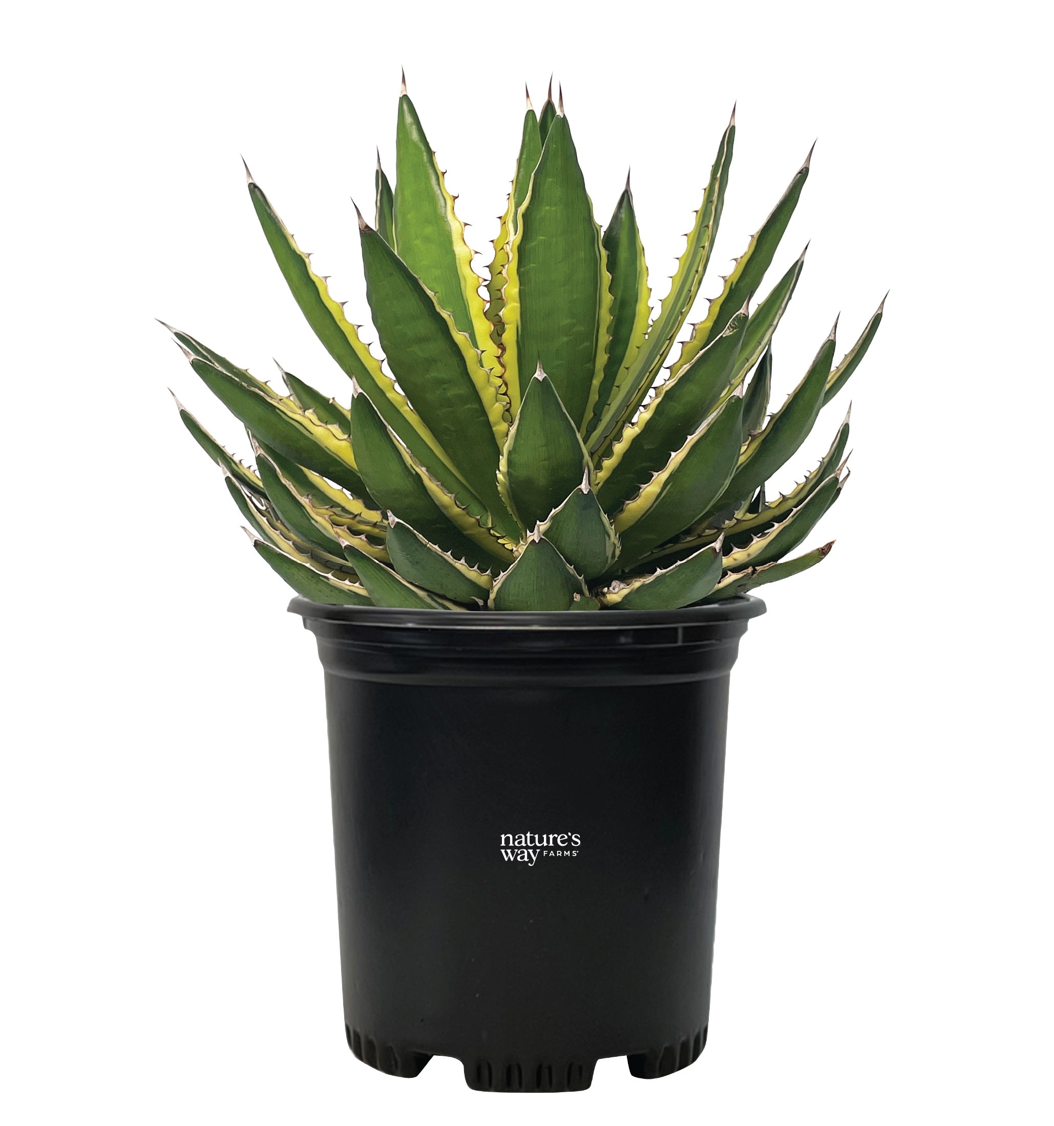 Nature's Way Farms Agave Quadricolor Var Outdoor Live Plant 2.5 QT in Grower Pot