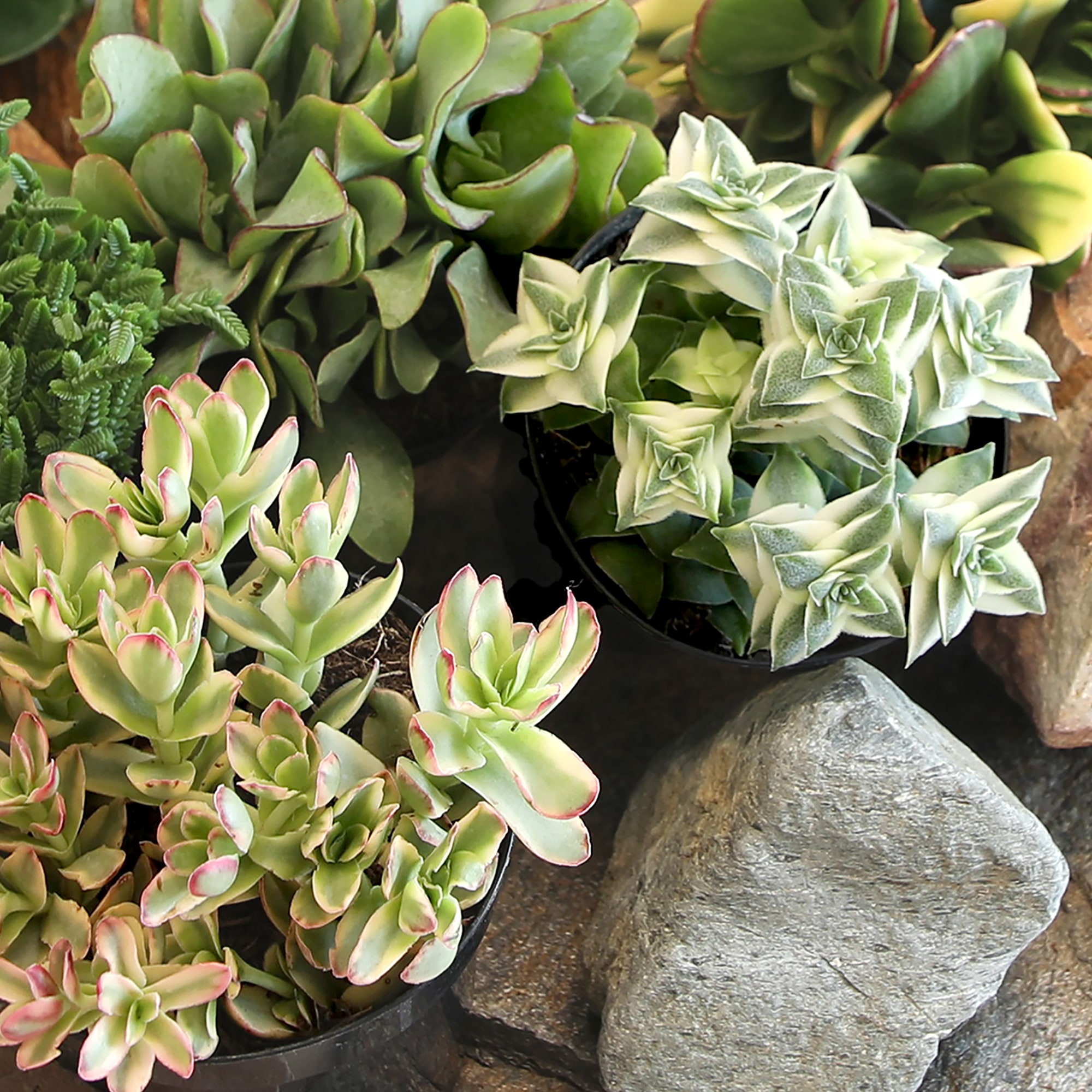 Altman Plants 0873250 Cacti-Succulents - View #3