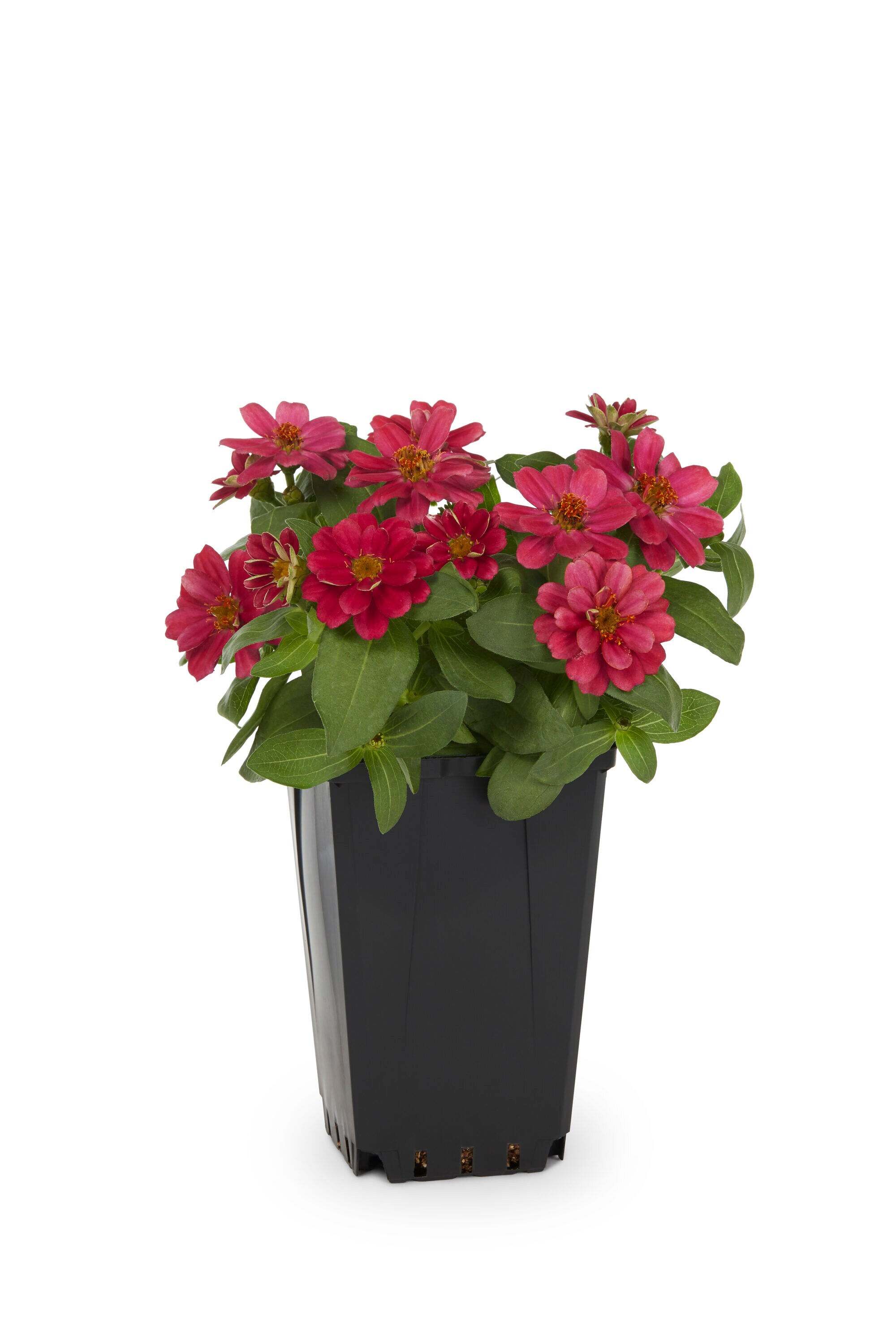 Lowe's Multicolor Zinnia in 1-Quart Pot in the Annuals department at ...