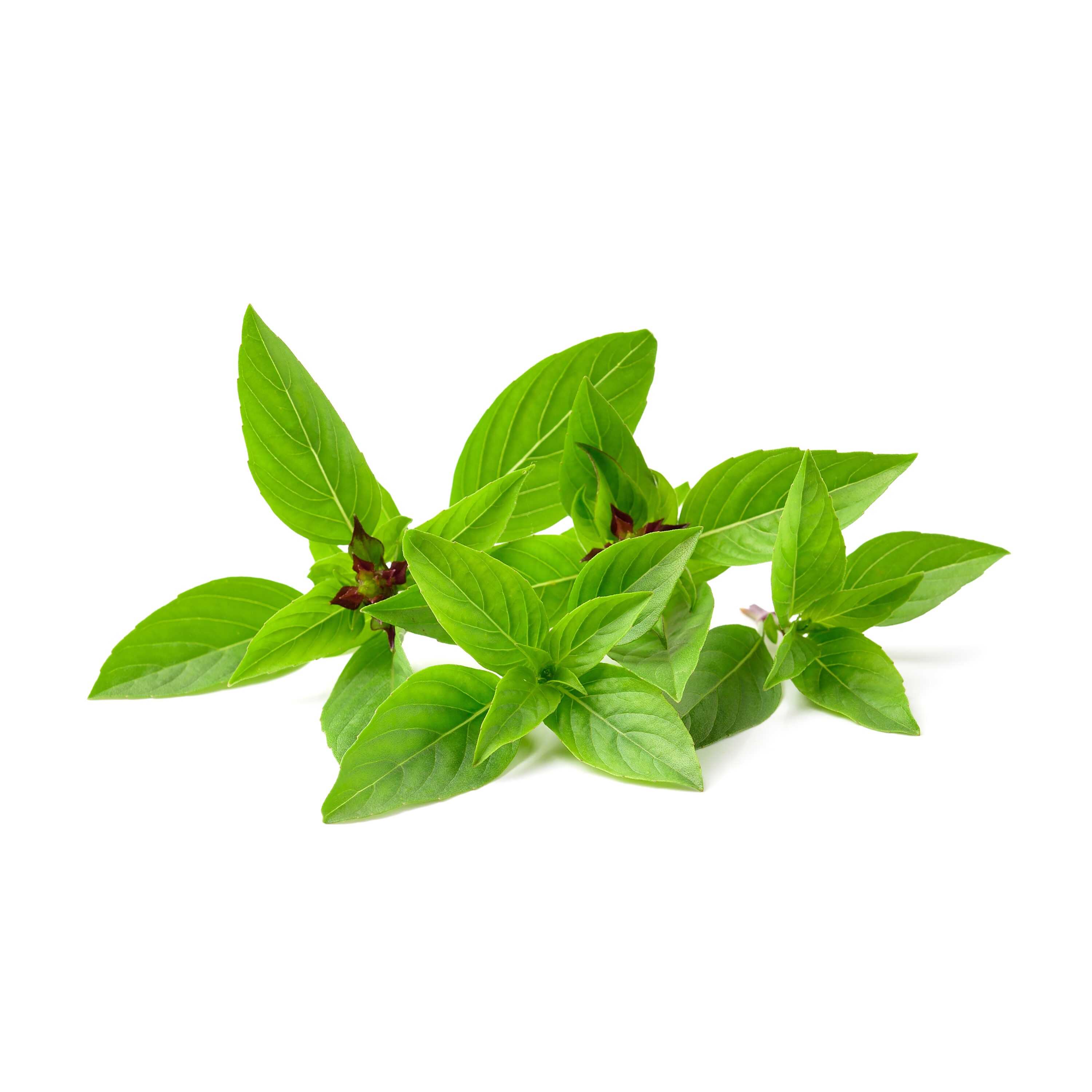 Proven Winners Basil Plant in 4.25 in Pot 4 Pack at Lowes