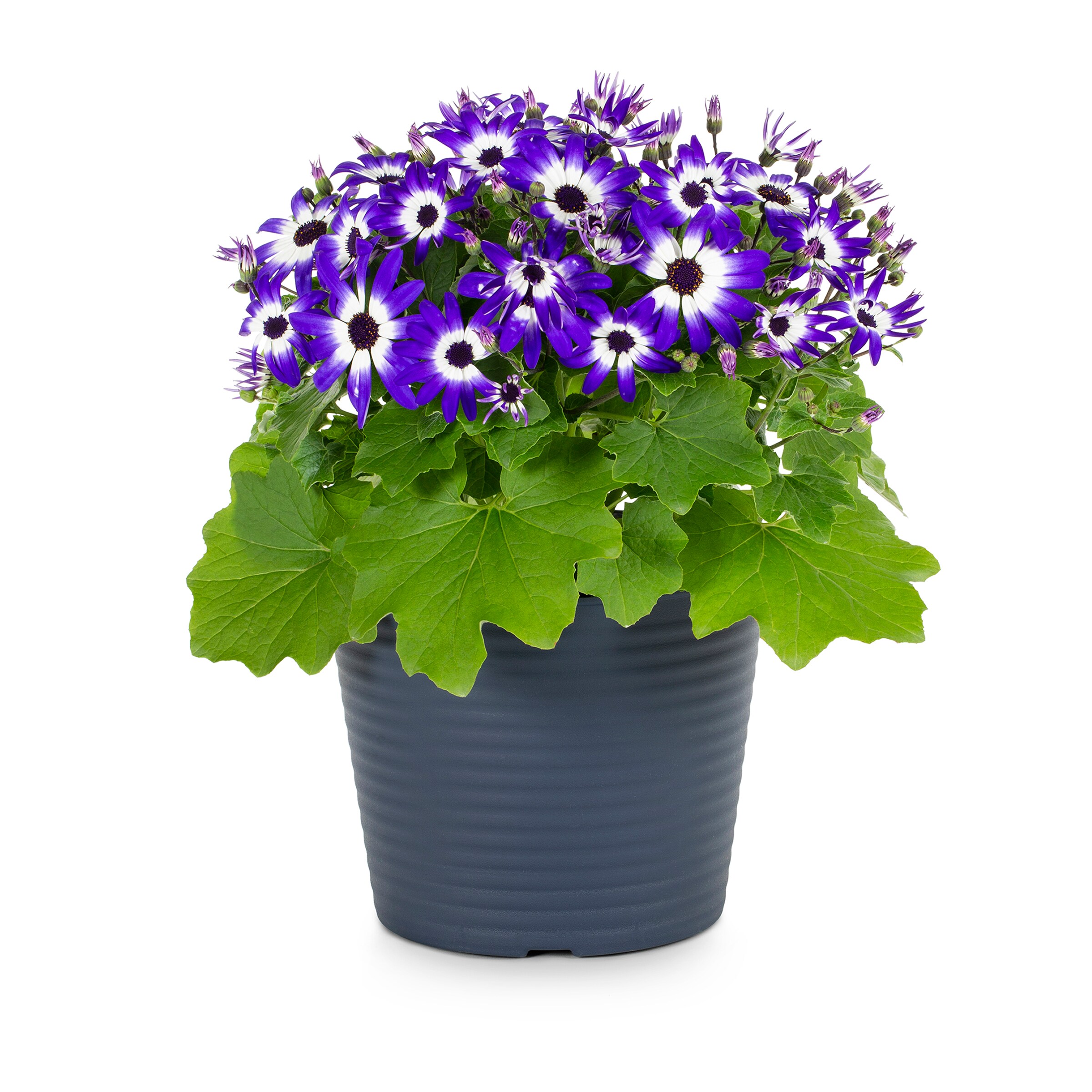 Lowe's 345904 annuals - View #4