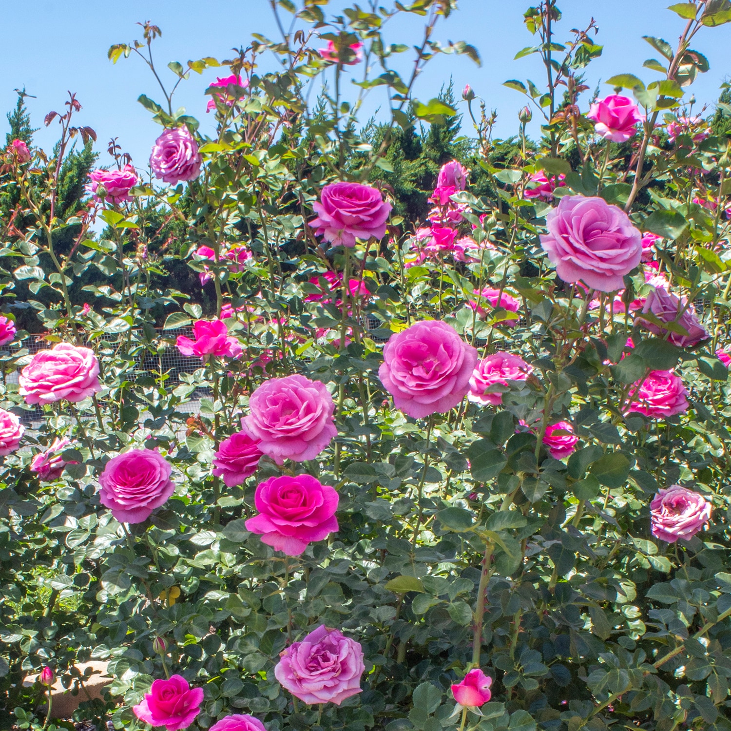 Altman Plants 0872515 roses - View #3