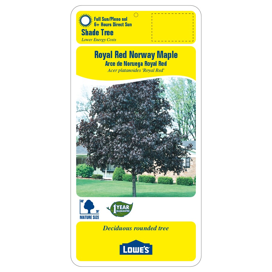 Lowe's NURSERY trees - View #2