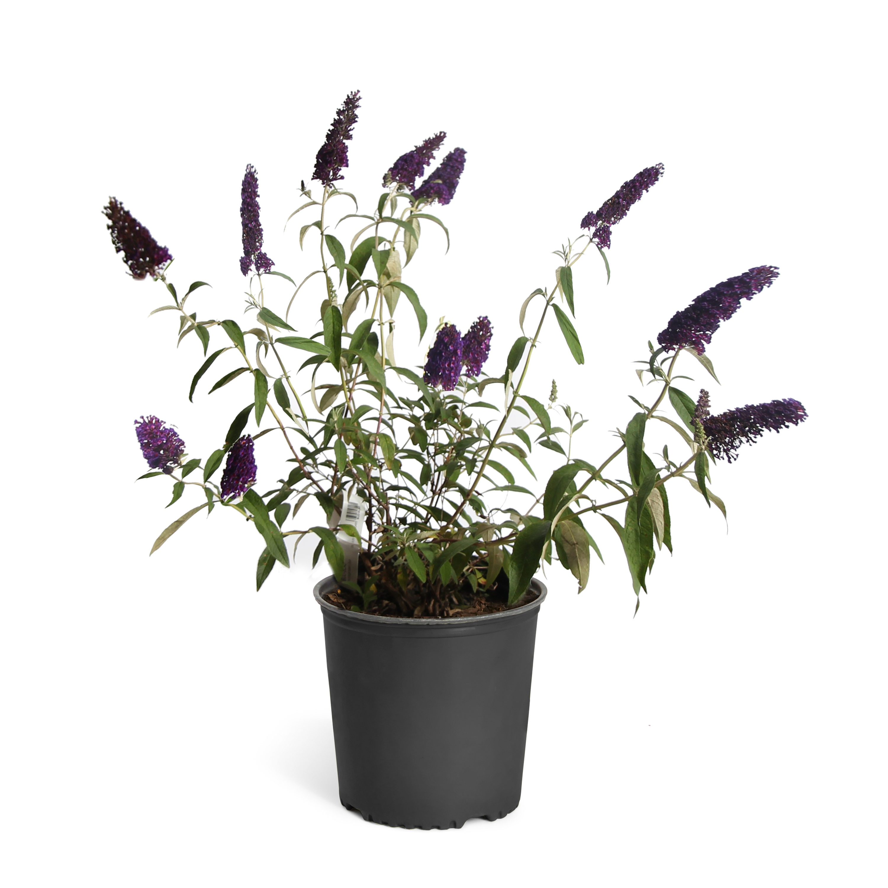 Image of Buddleia Black Knight in pot