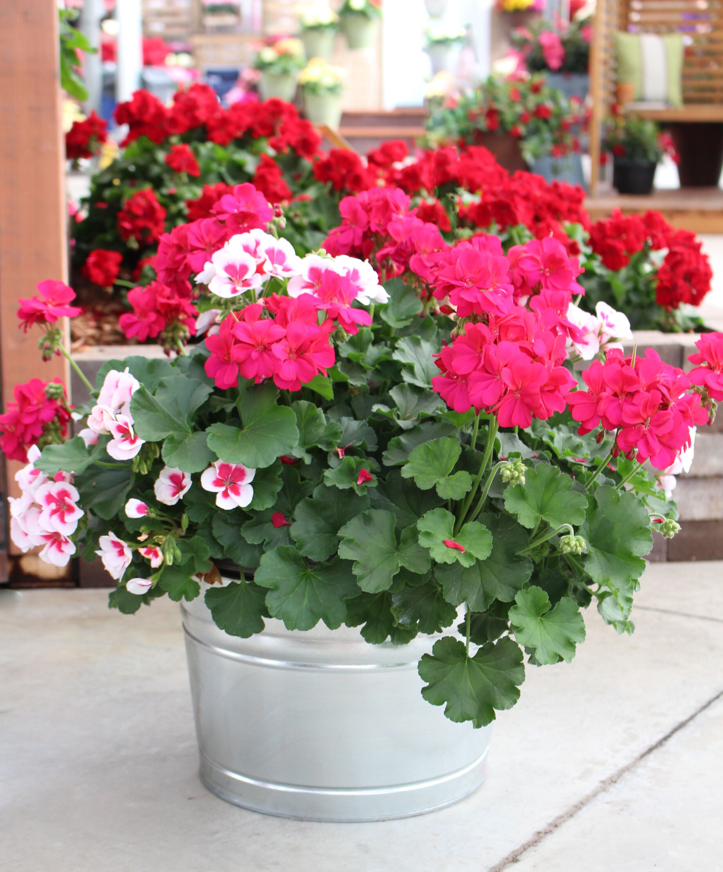 Monrovia 78979 annuals - View #4