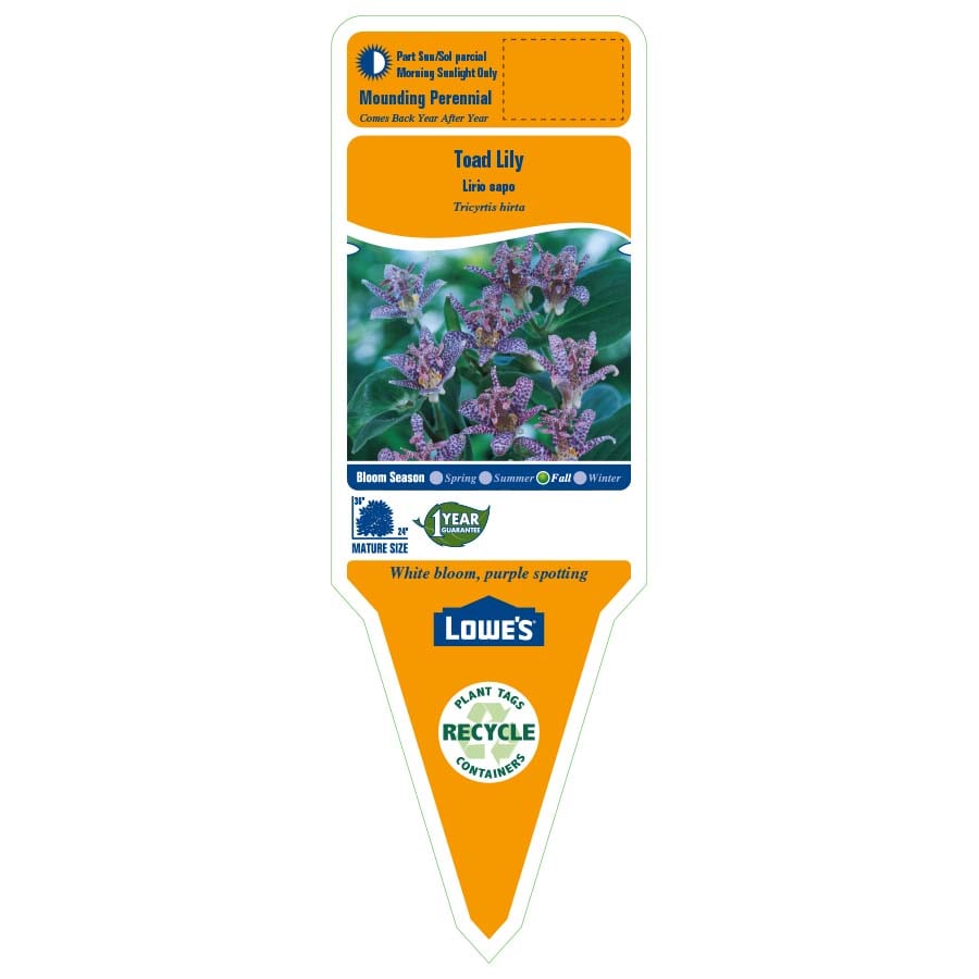 Lowe's NURSERY perennials - View #2