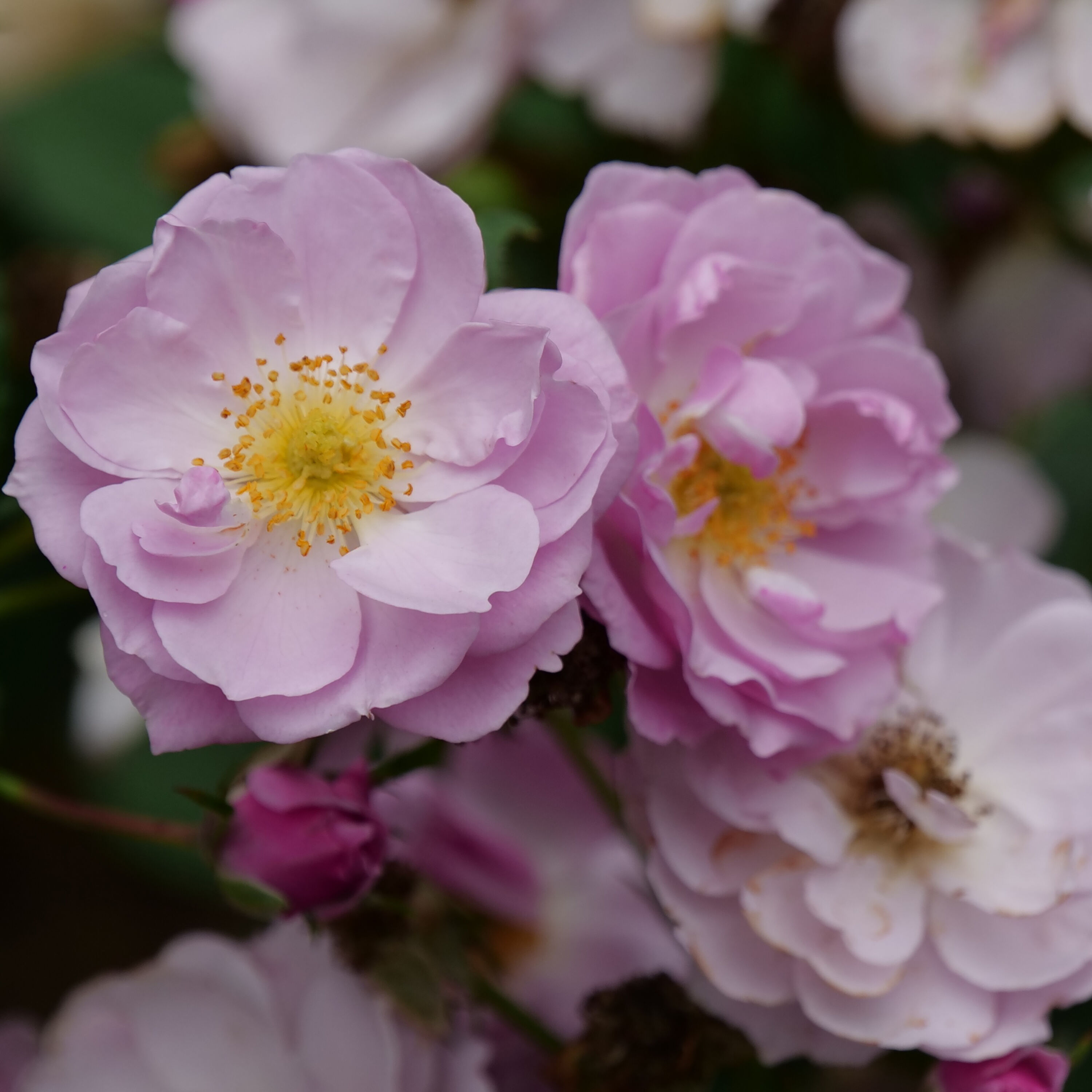 Proven Winners ROSPRC2307800 Rise Up Lilac Days Rose (Rosa) Flowering Shrub in 1 -Quart Pot 1.0 -Pack with Purple Blooms
