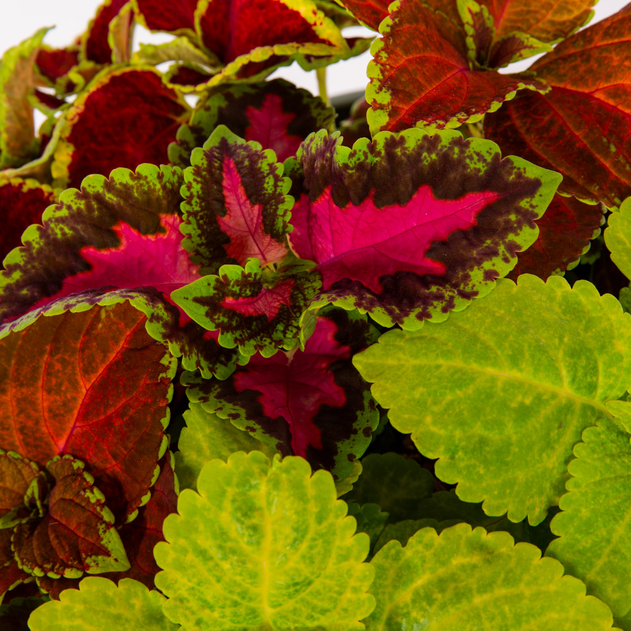 Lowe's NURSERY annuals - View #2
