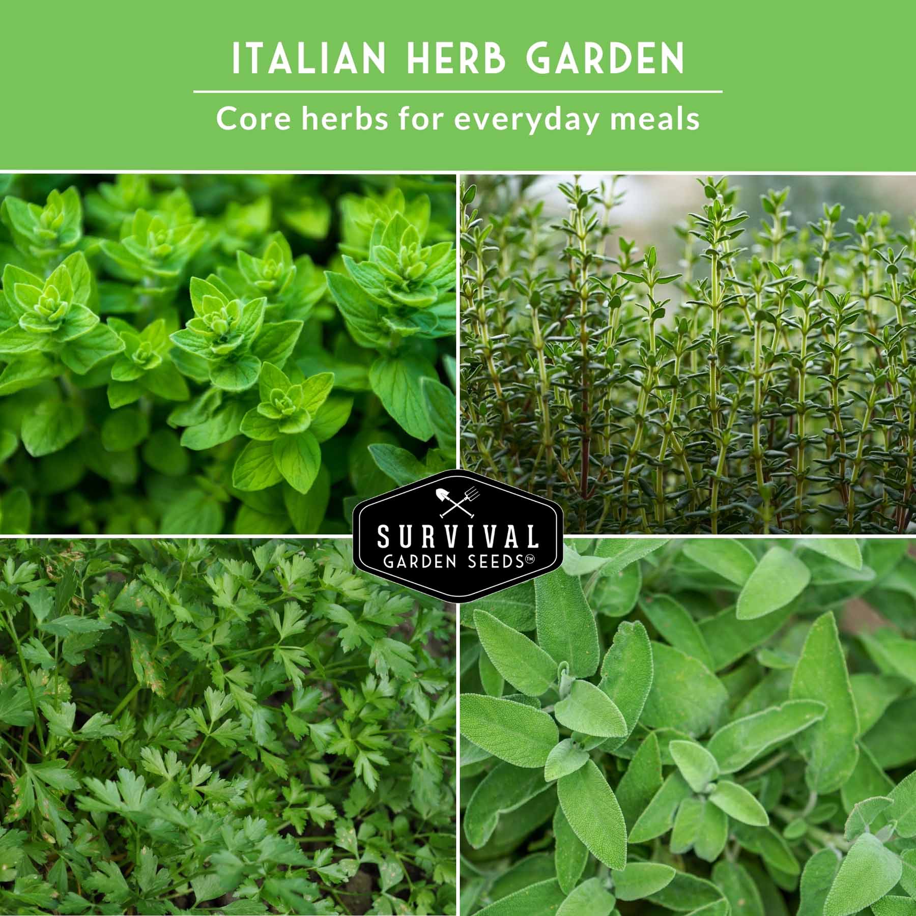 Survival Garden Seeds ITALIANHERBCOLLEC Vegetable-Herb-Seeds - View #4