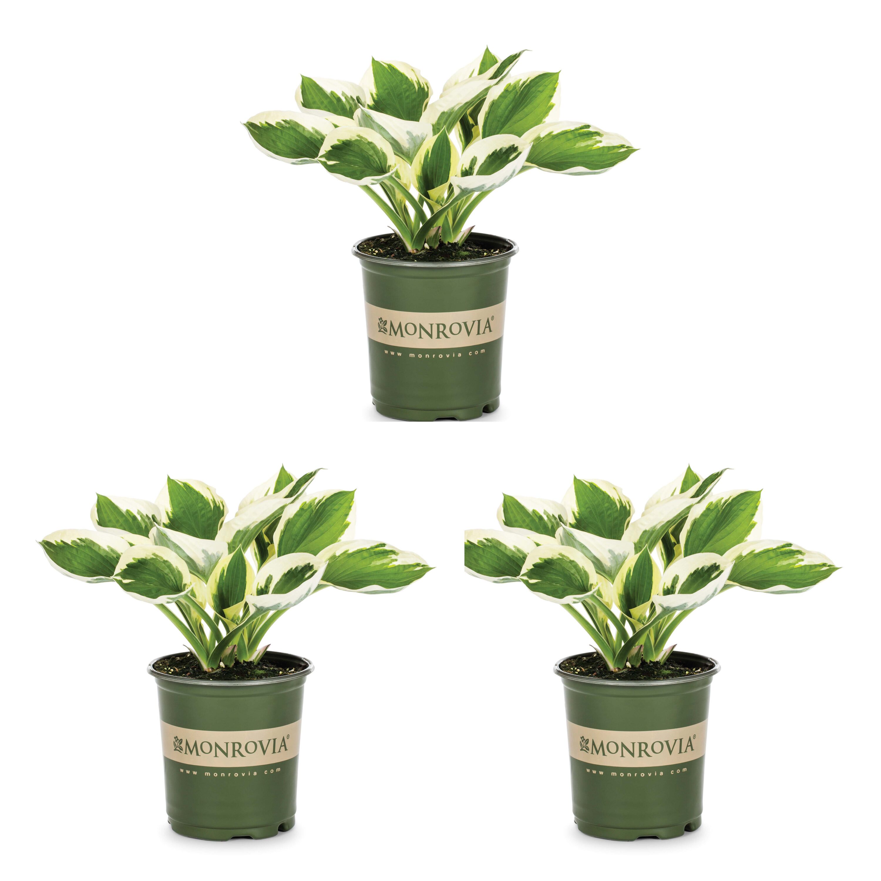 Monrovia 4120 Hosta Plant in 2 -Quart Pot 3.0 -Pack