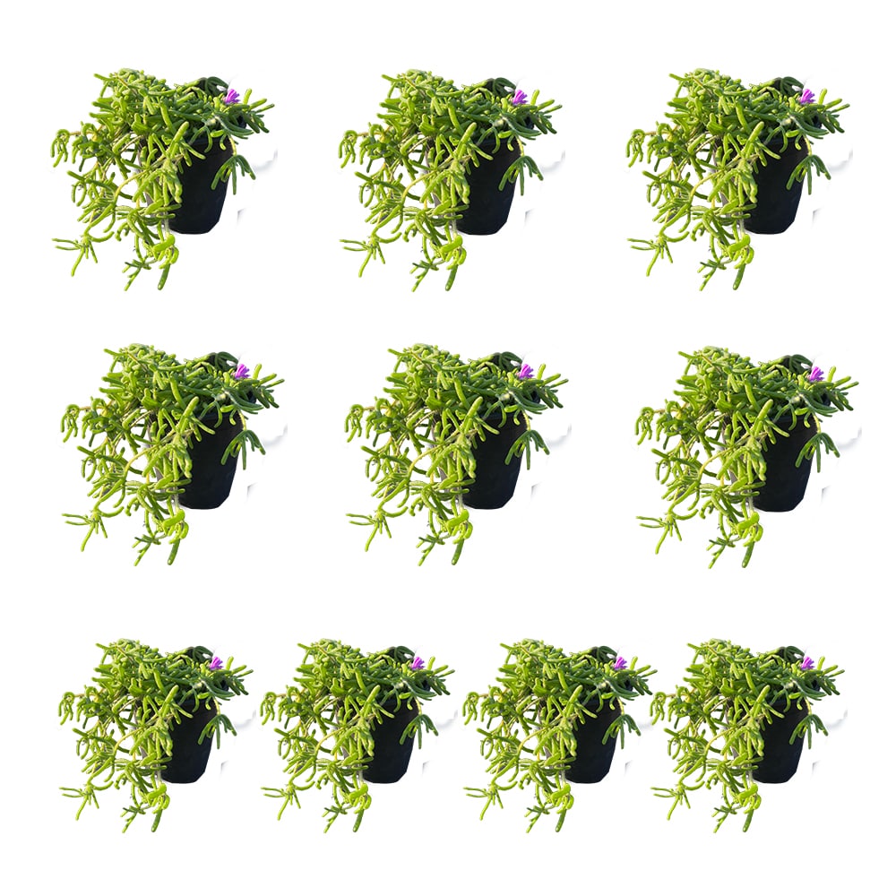 Runesay HBPLANT-01 Pink Trailing Iceplant House plant in 10 Pack Pot 1 -Pack