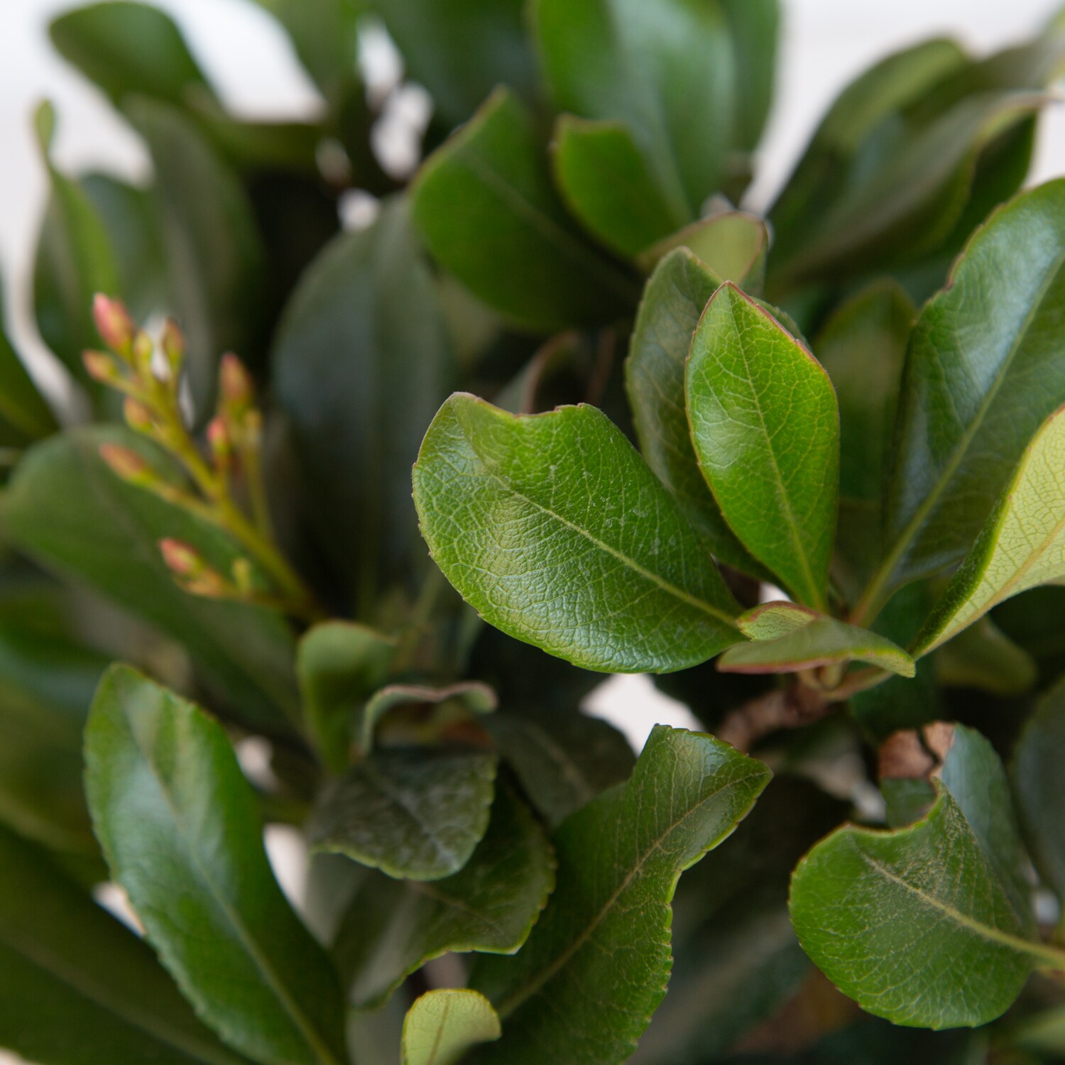 Flowerwood Pink Eleanor Taber Indian Hawthorn Foundation/Hedge Shrub in ...