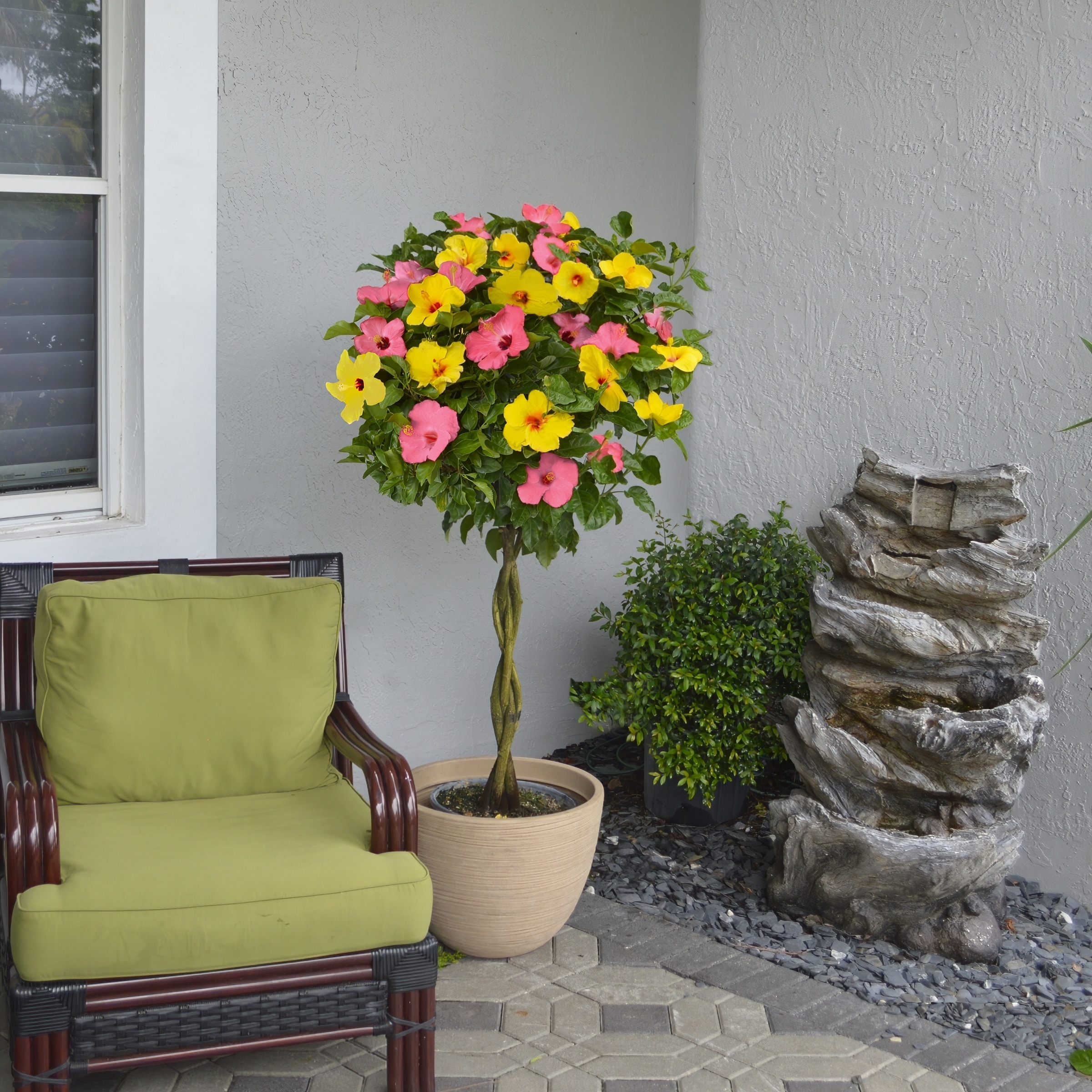 National Plant Network LW1538 annuals - View #3