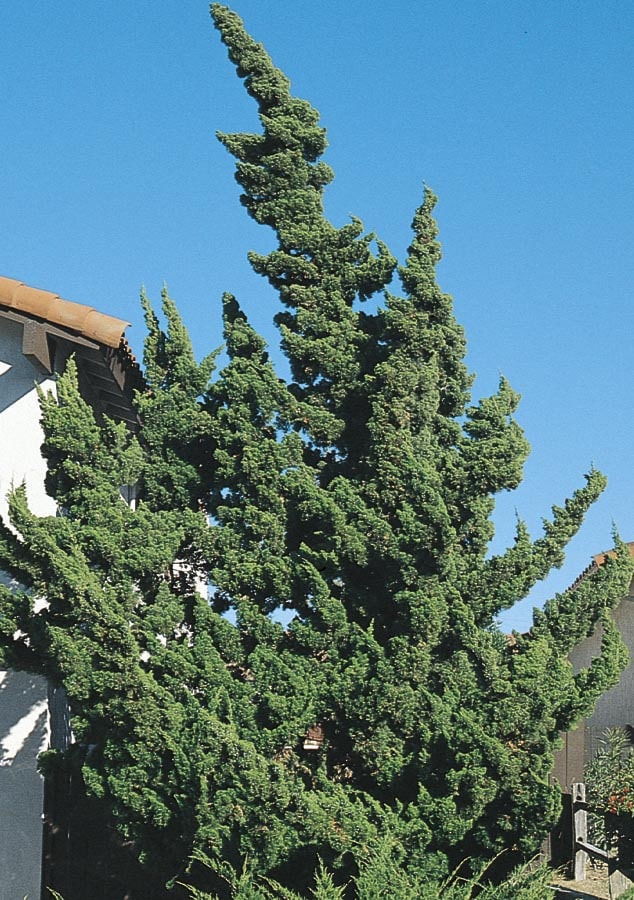  NURSERY Hollywood Twisted Juniper Screening Shrub In Pot (With Soil)