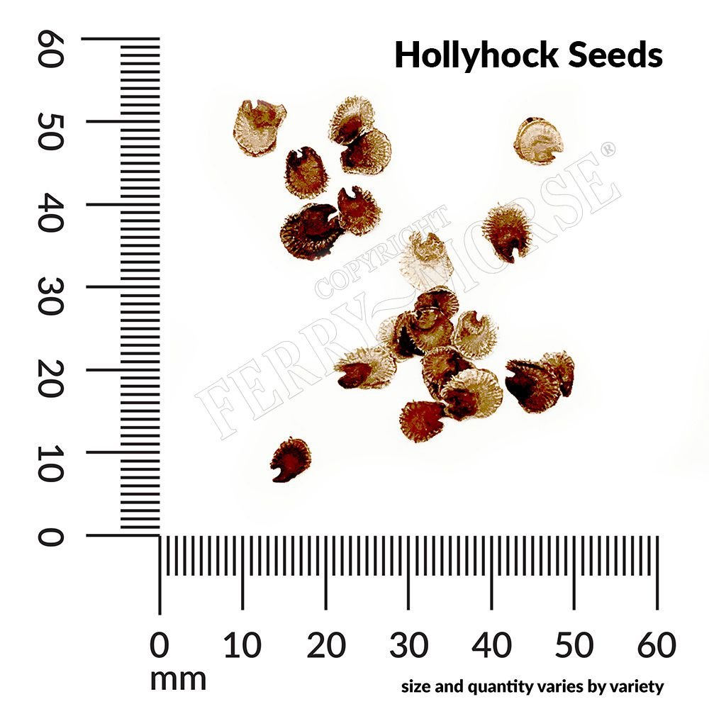 Ferry-Morse 661757.249.0925 seeds - View #4