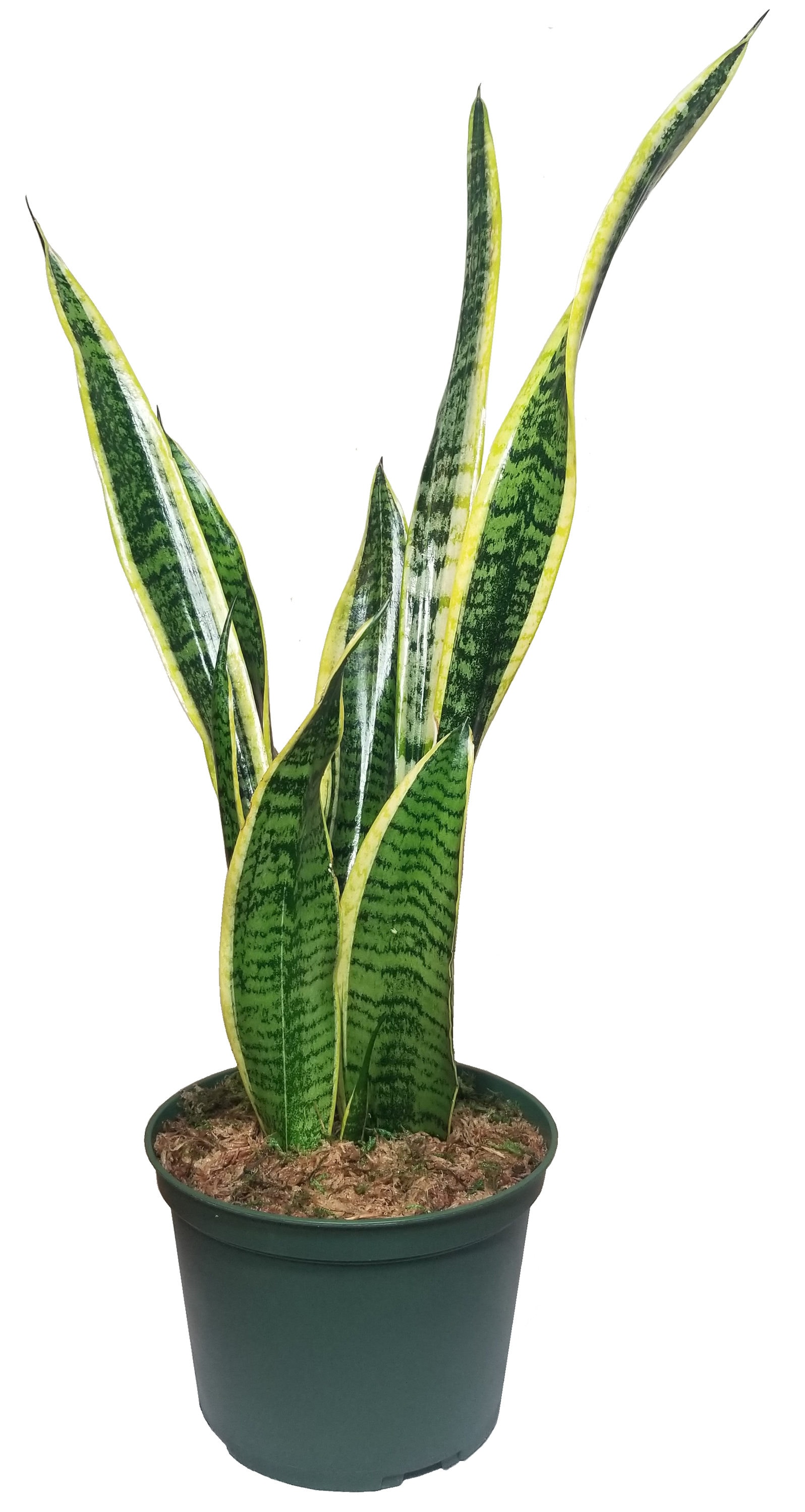 in 6cm Pot in 6cm Pot Succulent House Plant Sansevieria ehrenbergii Snake or Mother in Law Tongue Plant 