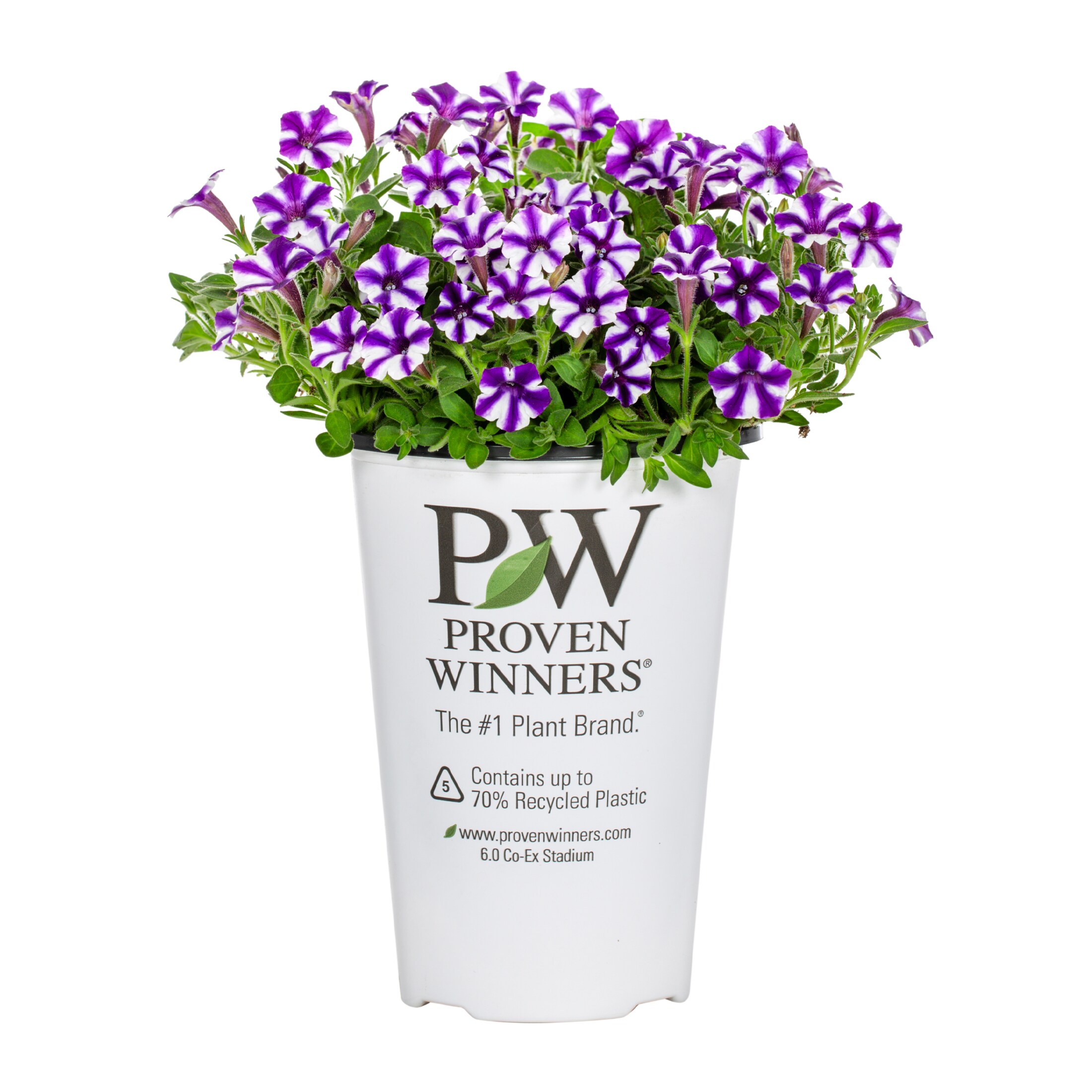 Proven Winners 4901 annuals - View #5